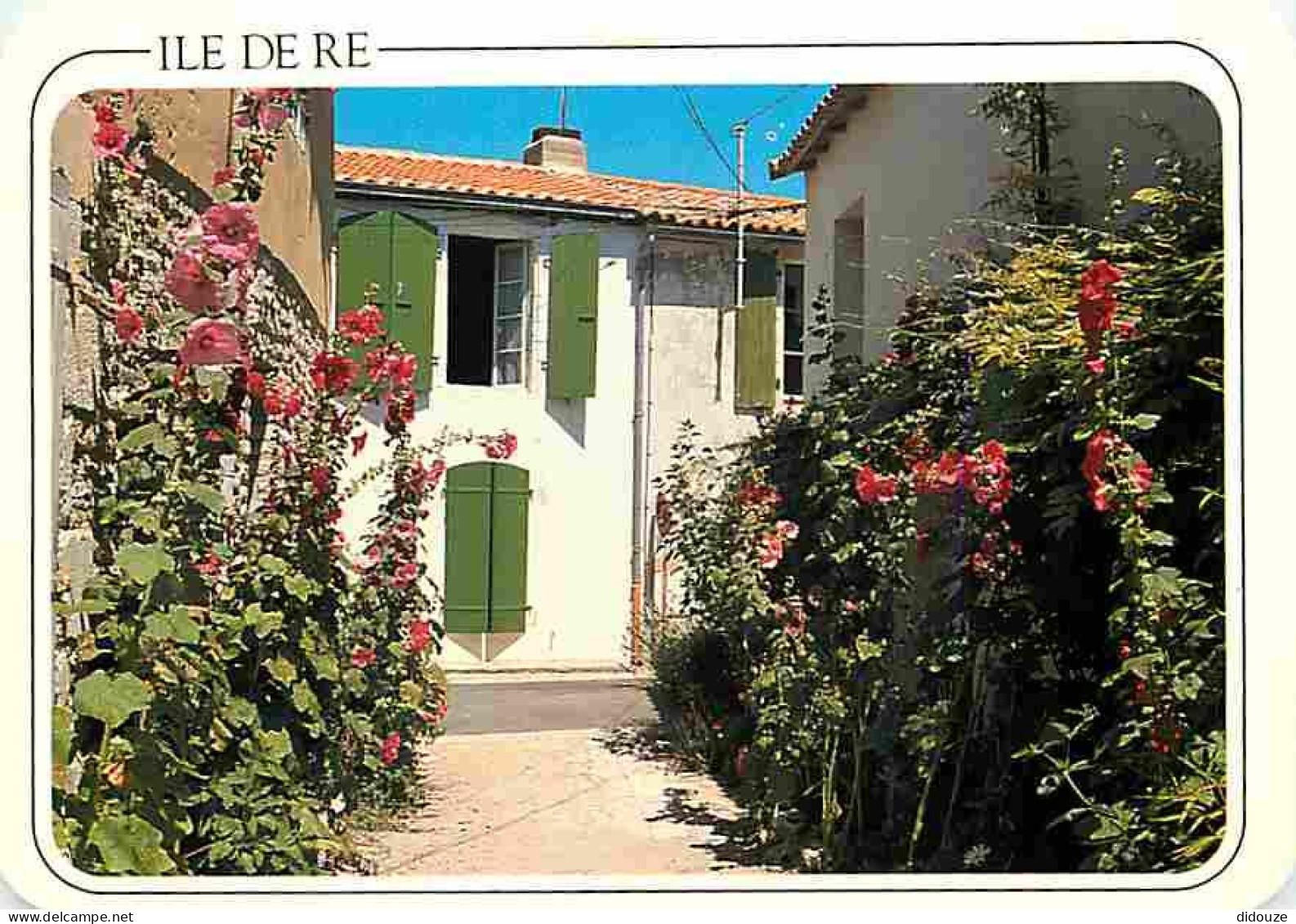 17 - Ile De Ré - Ambiance Fleurie Des Ruelles Au Pied Des Malsons Rétaises - Fleurs - CPM - Voir Scans Recto-Verso - Ile De Ré