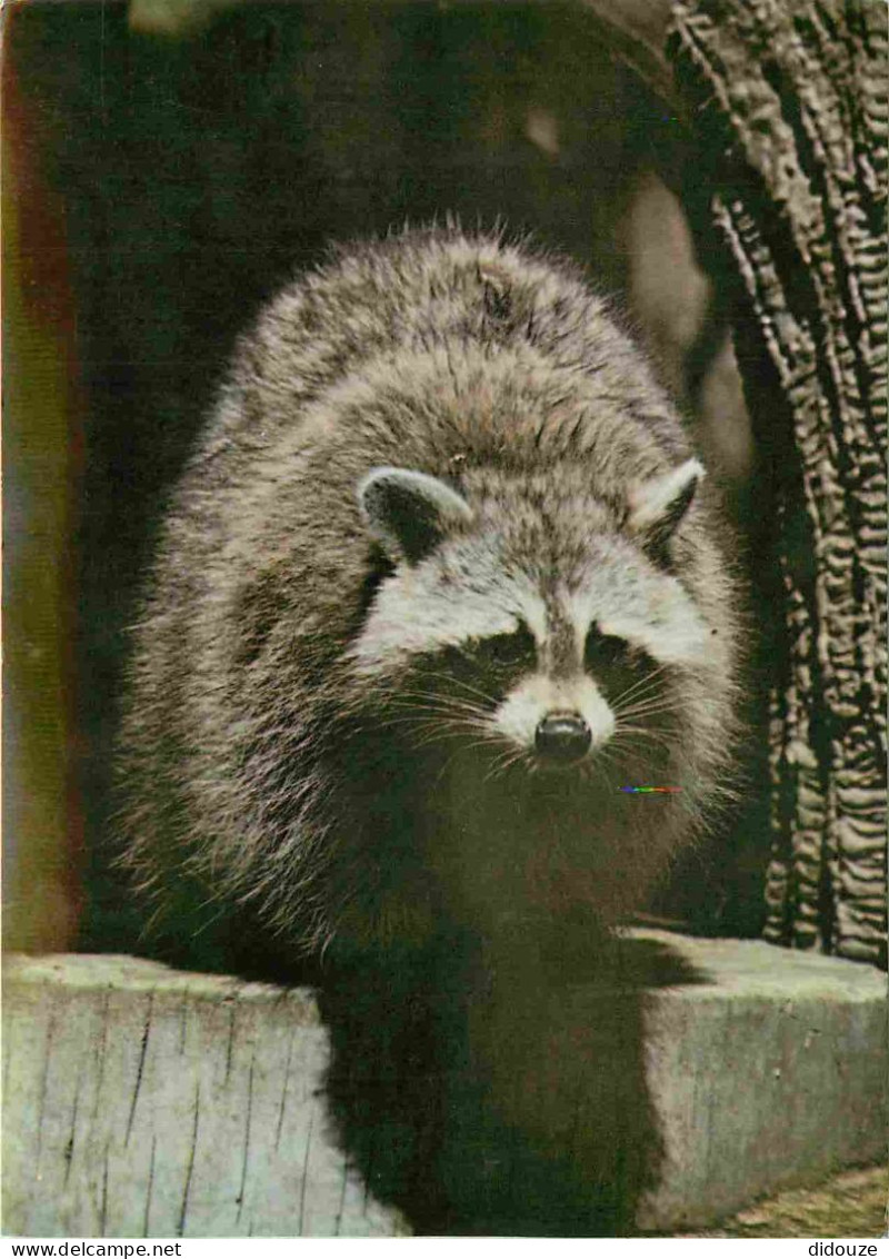 Animaux - Raton Laveur - Zoologico Nacional Cuba - Raccoon - Zoo - CPM - Carte Neuve - Voir Scans Recto-Verso - Other & Unclassified