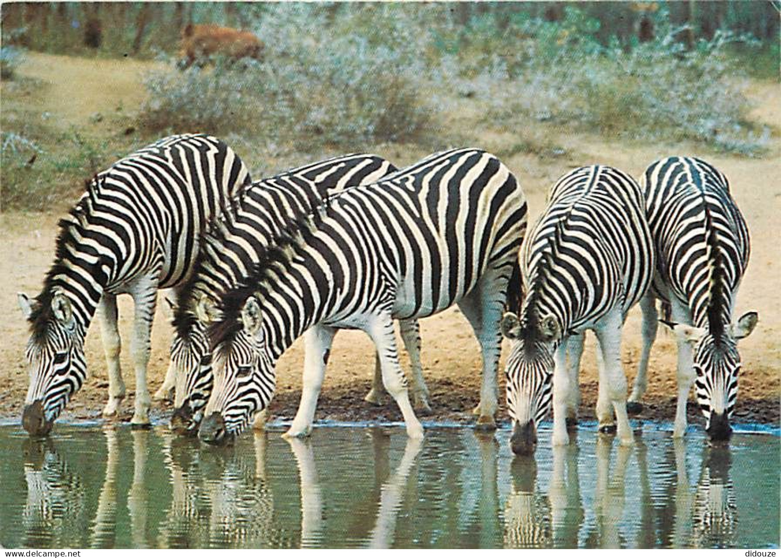 Animaux - Zèbres - Afrique Du Sud - South Africa - Mkuzi Reserve - CPM - Voir Scans Recto-Verso - Zebras