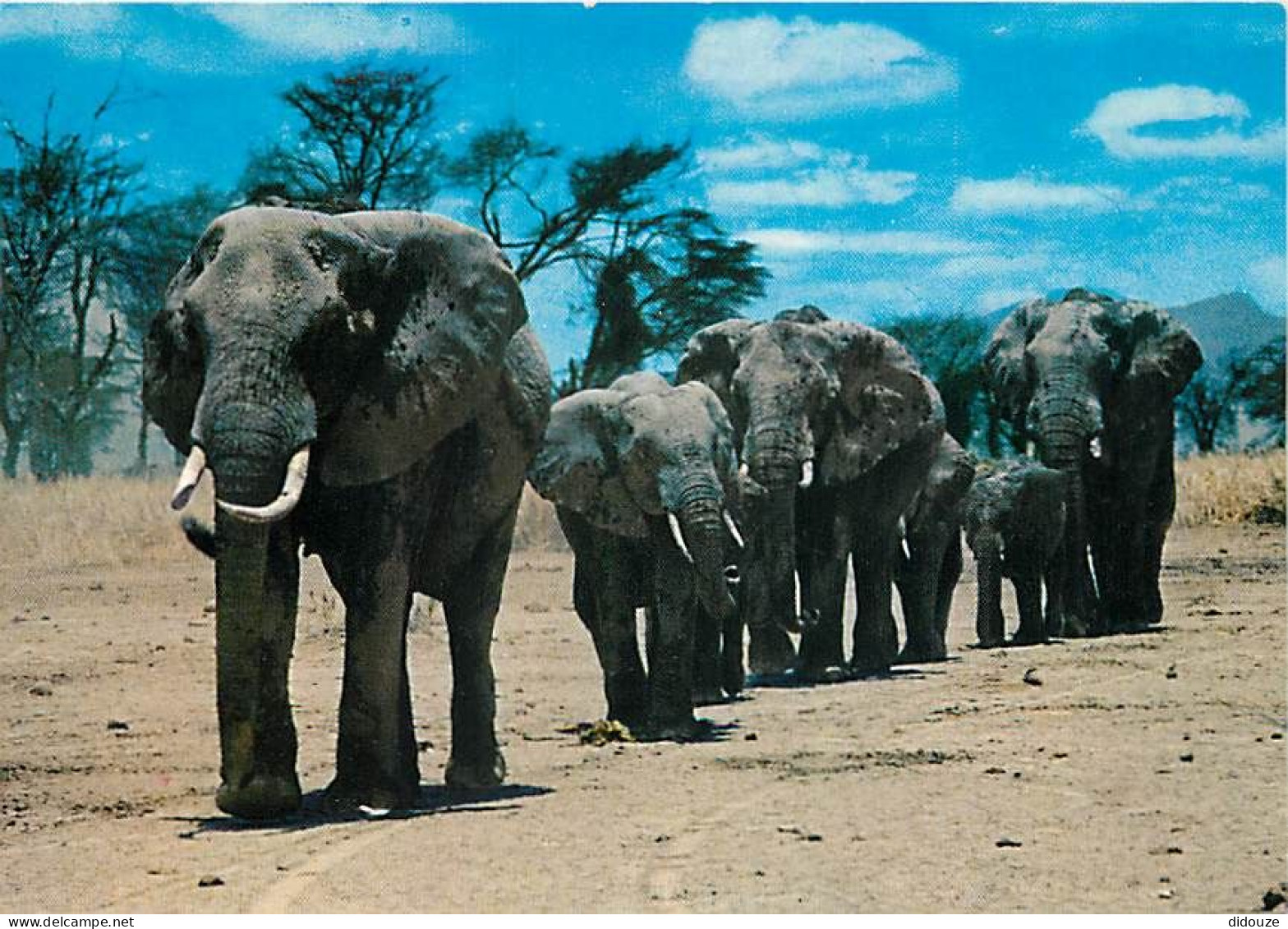 Animaux - Eléphants - African Wild Life - Elephant Herd - CPM - Voir Scans Recto-Verso - Elefanten