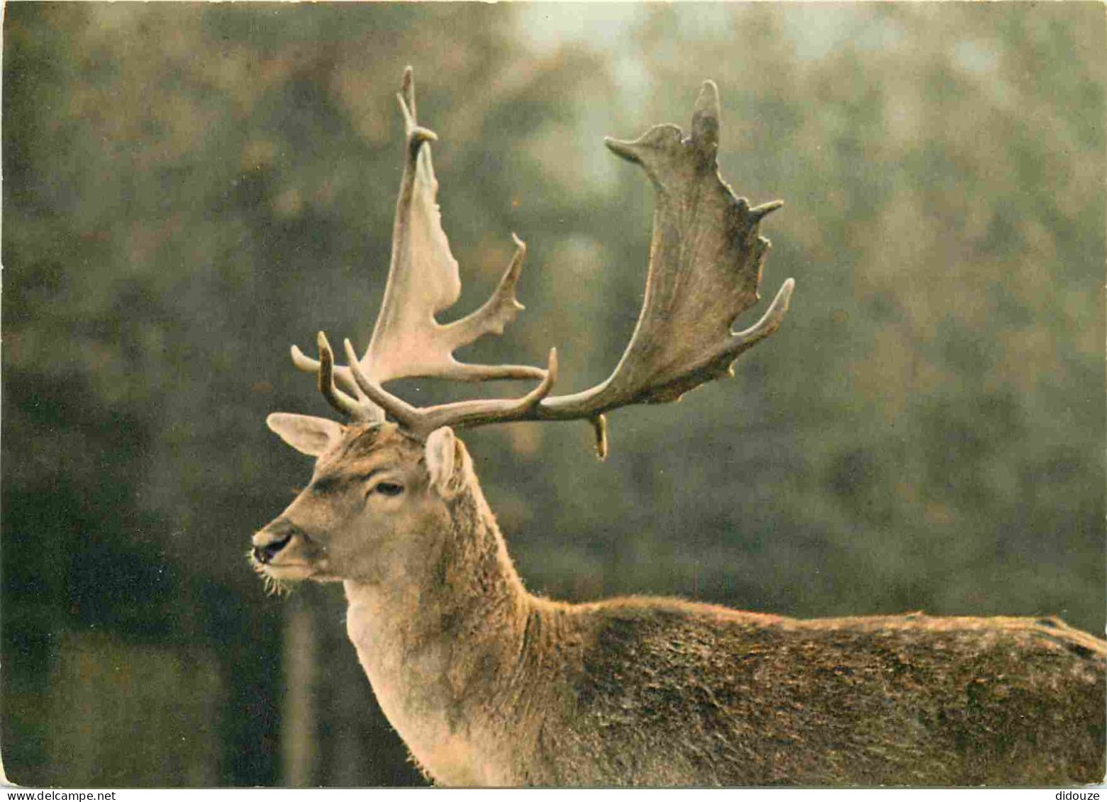 Animaux - Cervidés - Lozère - Parc Naturel Du Gevaudan - Daim Royal - Zoo - CPM - Carte Neuve - Voir Scans Recto-Verso - Other & Unclassified