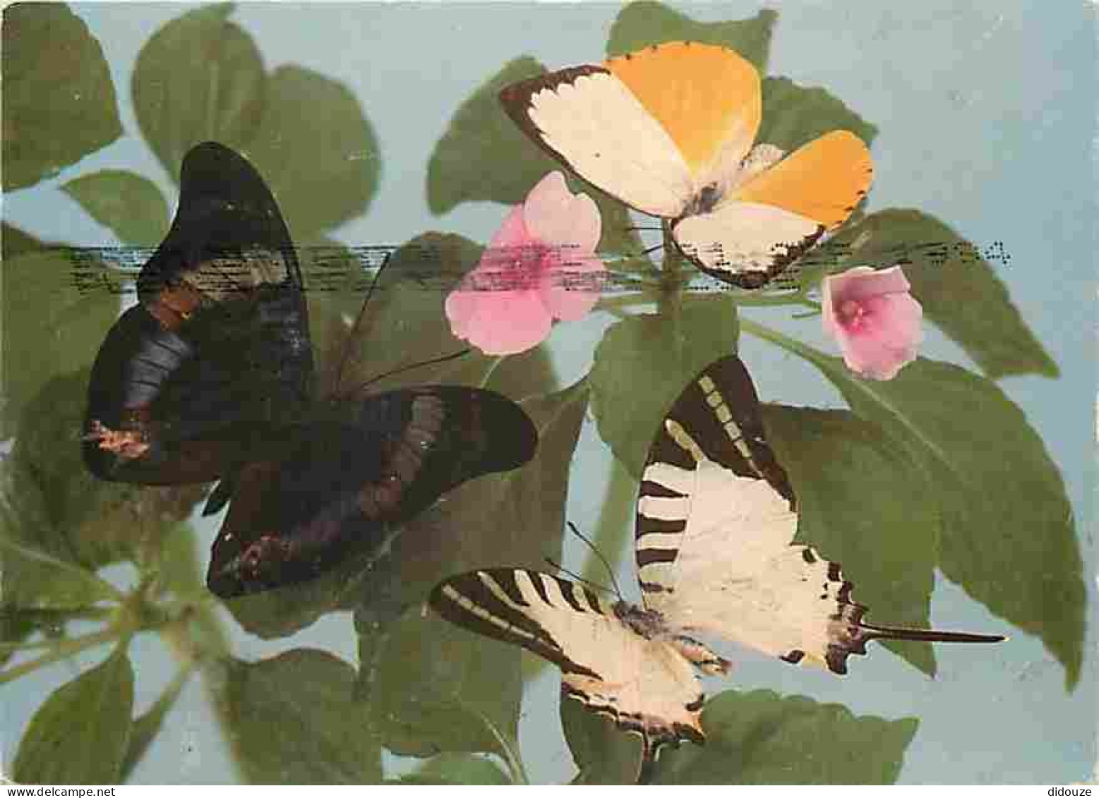 Animaux - Papillons - Catopsilia Scylla Cornelia - Panacea Prola - Graphium Antiphates - Fleurs - Etat Taches Visibles - - Butterflies