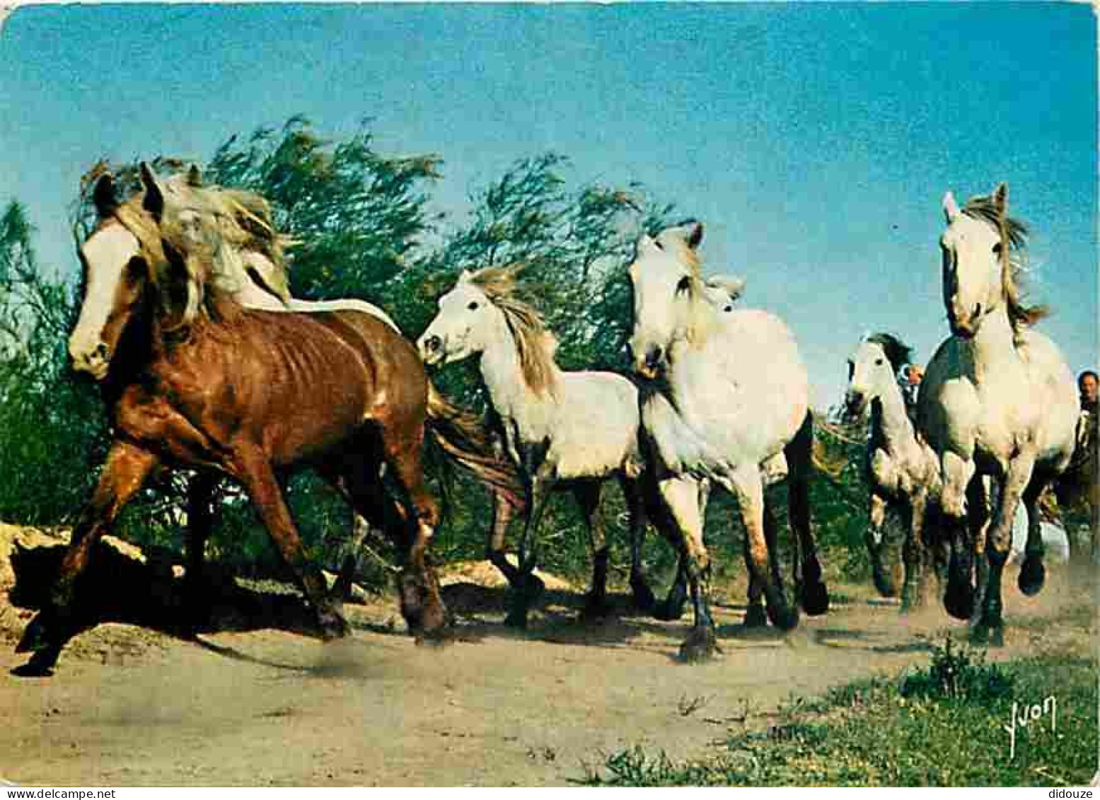 Animaux - Chevaux - Camargue - Crinière Au Vent - Voir Scans Recto Verso  - Horses