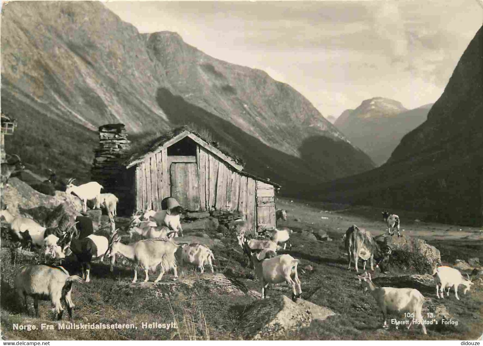 Animaux - Chèvres - Norvège - Norge - Fra Mullskridalsseteren - Hellesylt - CPSM Grand Format - Voir Scans Recto-Verso - Andere & Zonder Classificatie