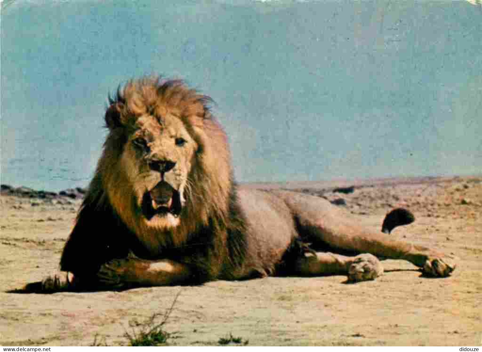Animaux - Fauves - Lion - Réserve Africaine De Sigean - Zoo - CPM - Voir Scans Recto-Verso - Lions