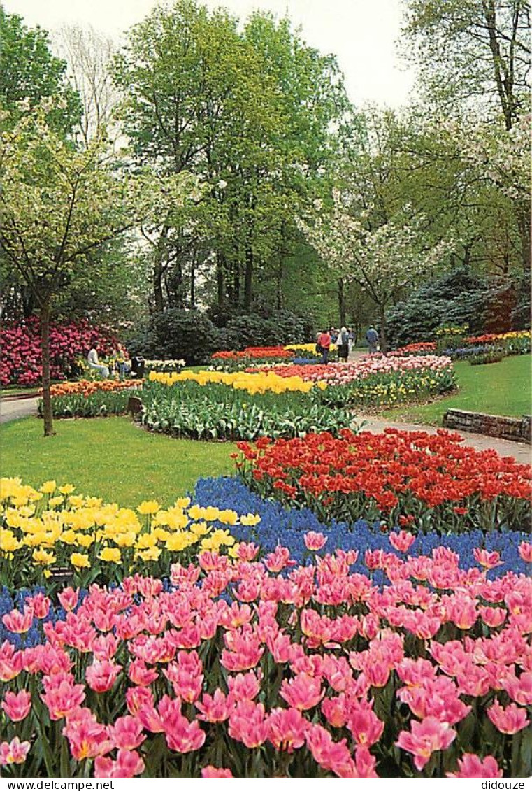 Pays-Bas - Nederland - Lisse - Keukenhof - Fleurs - CPM - Voir Scans Recto-Verso - Lisse