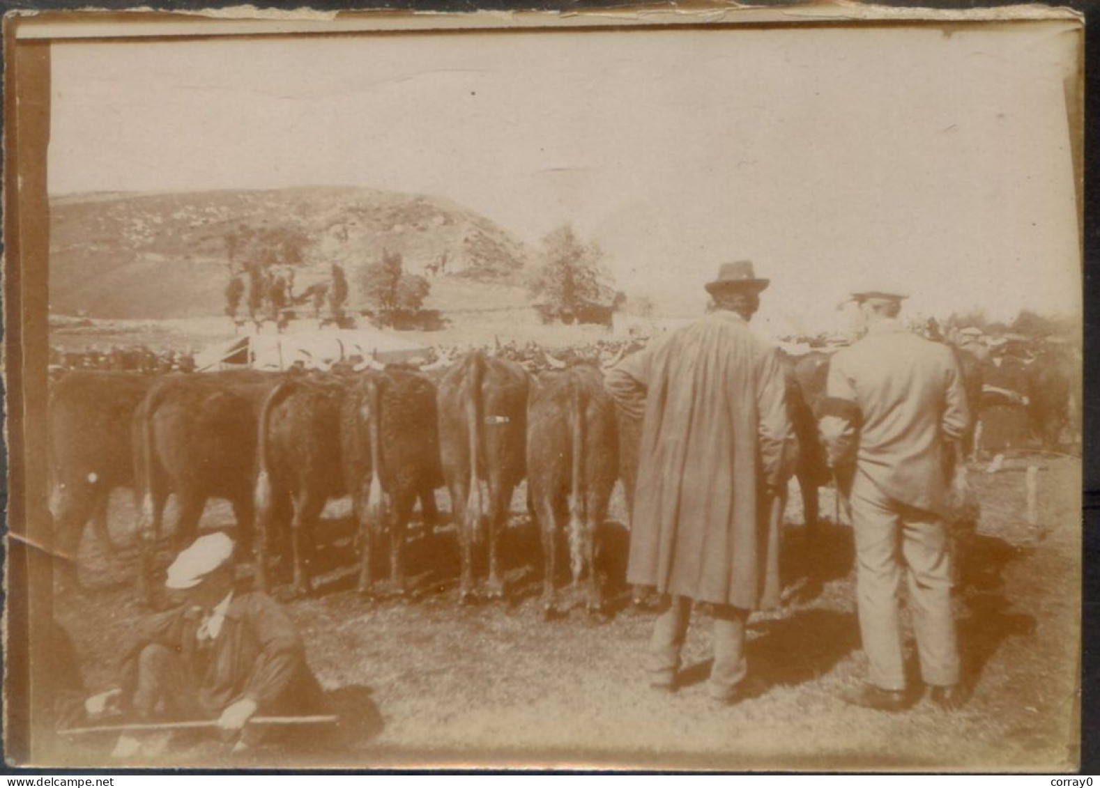 48..... Métier Maquignon - Marché Aux Bestiaux Champ De Foire . Photo - Foires