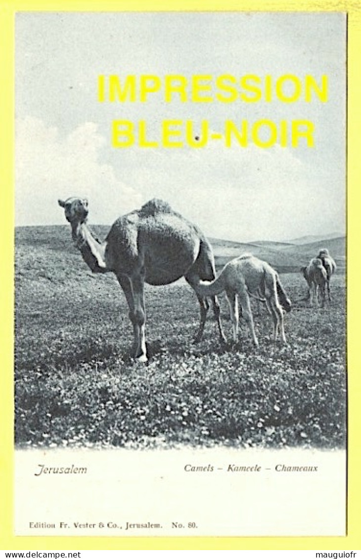 ISRAÊL / JÉRUSALEM / ANIMAUX / CHAMEAUX (DROMADAIRES) - KAMEELE - CAMELS - Israel