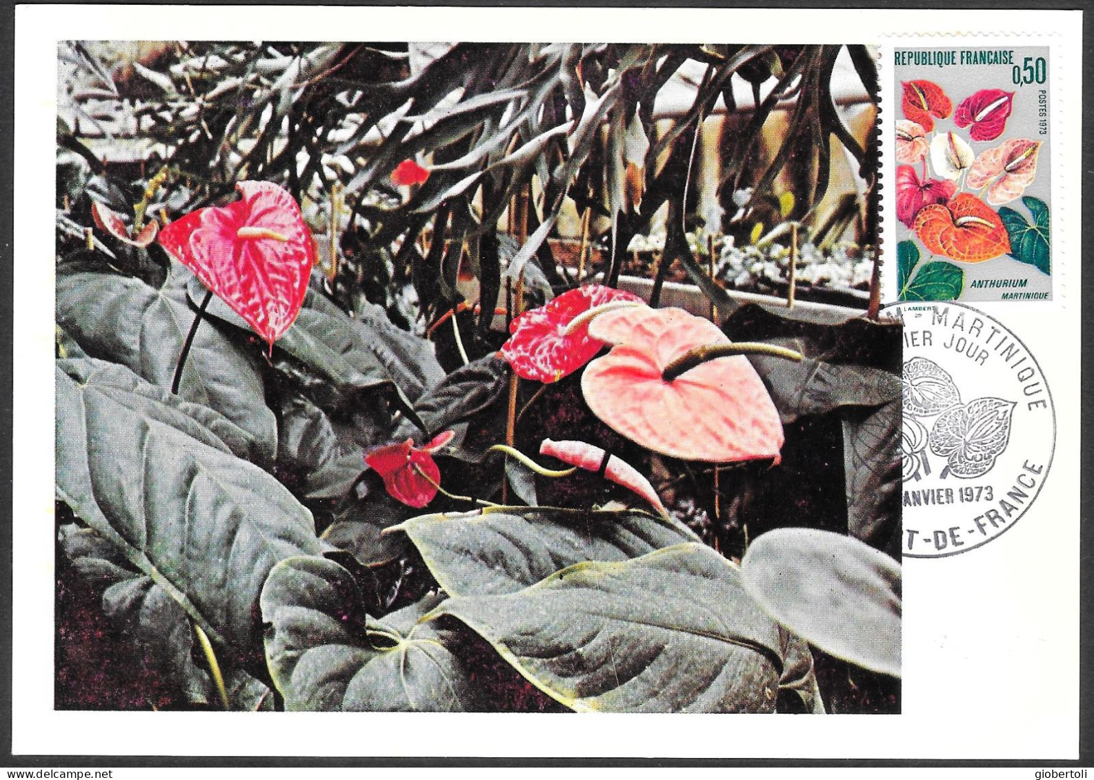 Francia/France: Maximum, Anthurium Andraeanum - Sonstige & Ohne Zuordnung