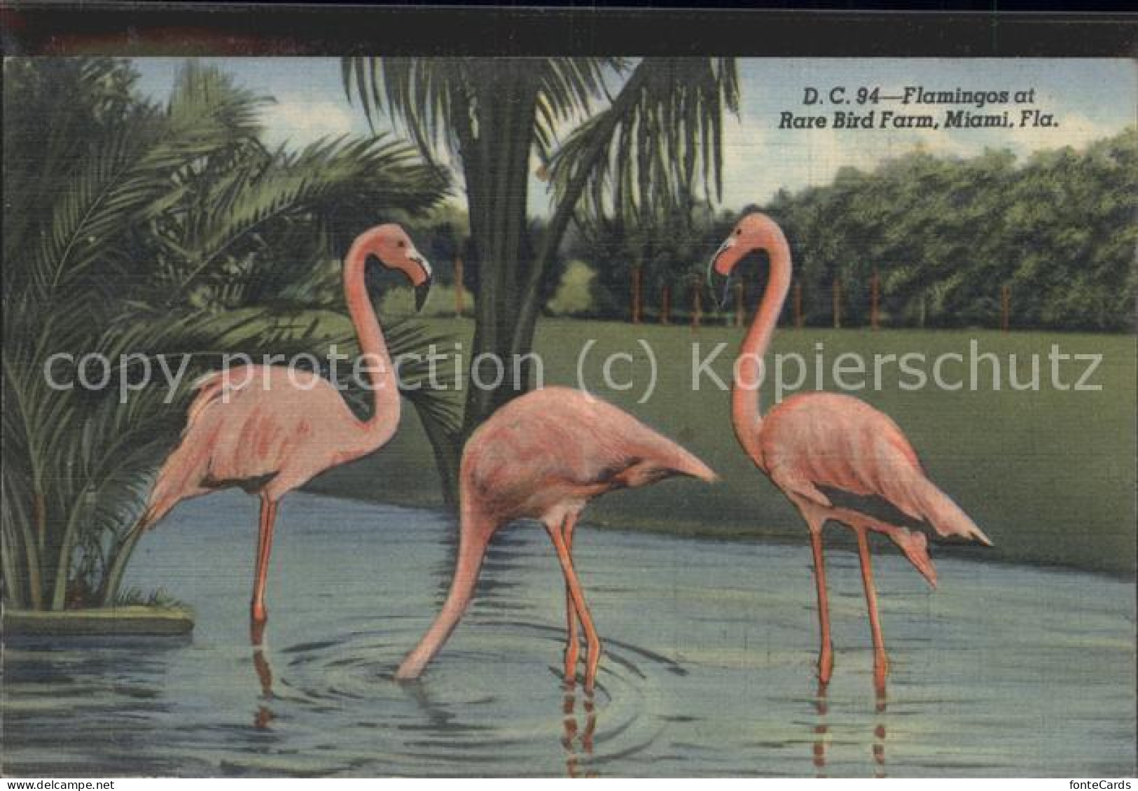 11537656 Miami_Florida Flamingos Bird Farm - Andere & Zonder Classificatie