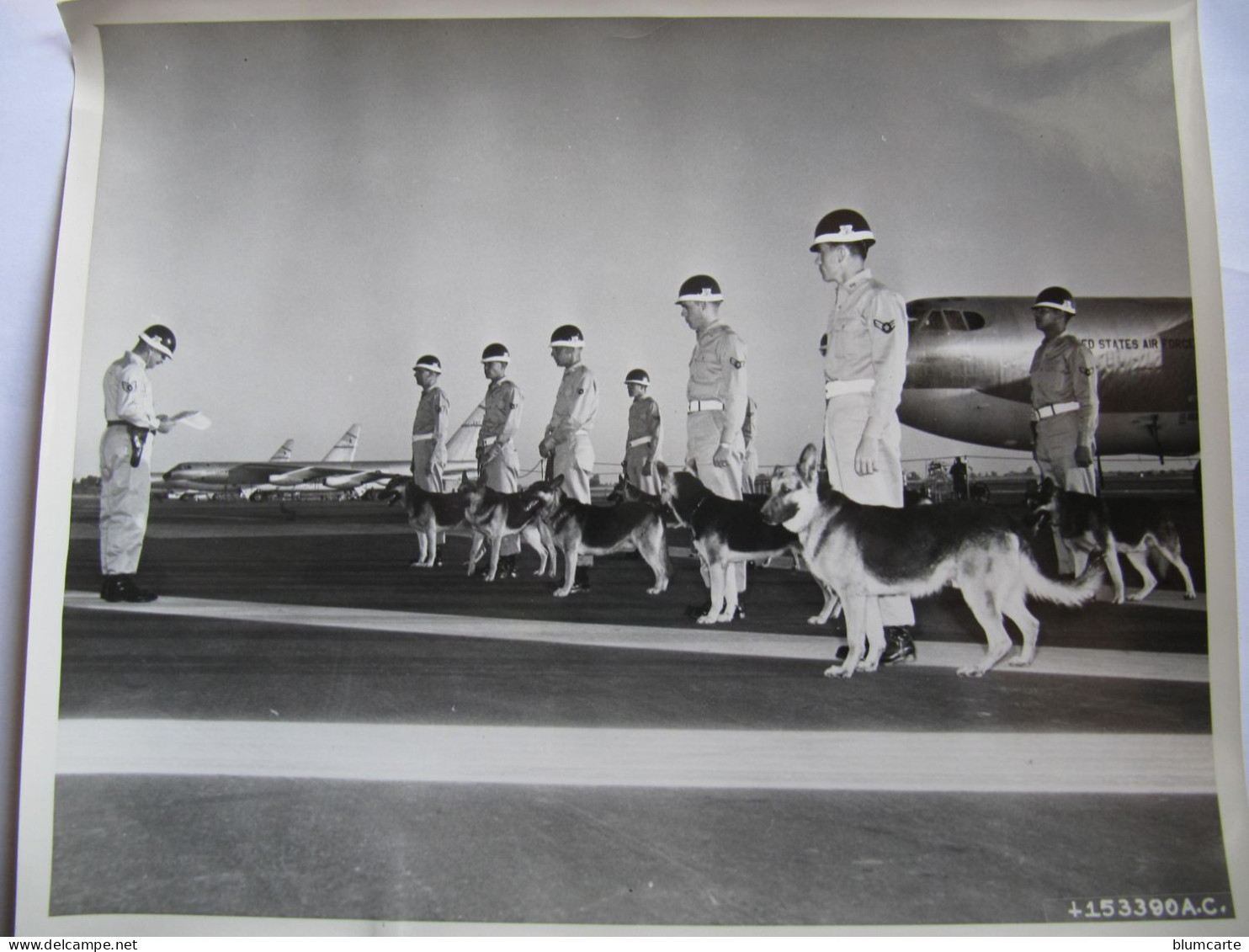 PHOTO THEME CHIEN DE DEFENSE - U.S. AIR FORCE PHOTO - 1955 -  Format : 25 X 20 Cm - America