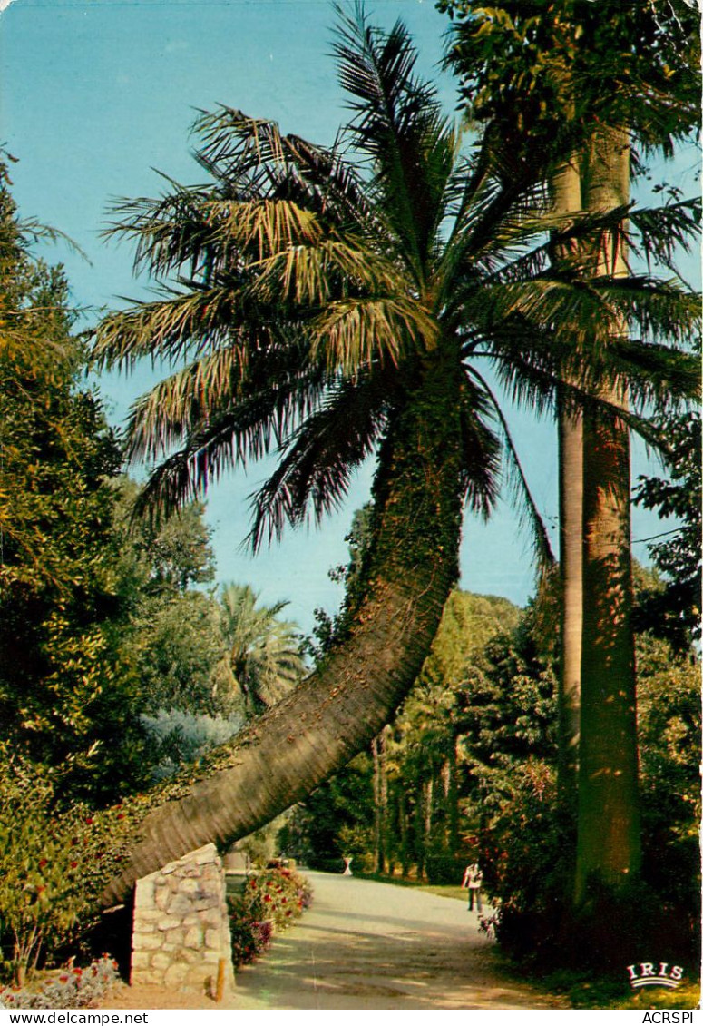 83 - Hyères Les Palmiers - Paysage Tropical Au Jardin Olbius Riquier - Ecrite    (scan Recto-verso) QQ 1145 - Hyeres