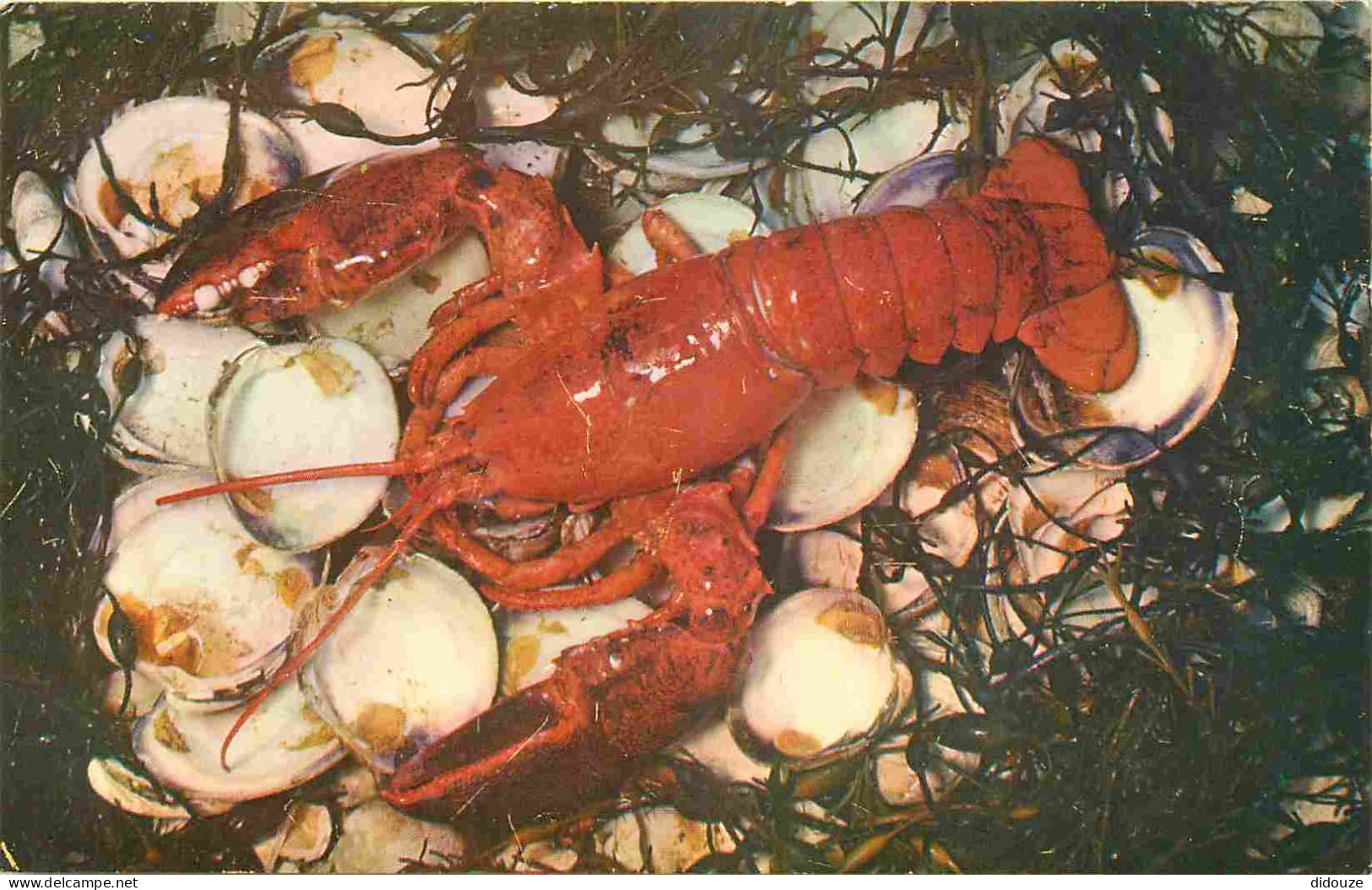 Recettes De Cuisine - Atlantic Coast Lobster - Gastronomie - CPM - 14 X 9 Cms - Carte Neuve - Voir Scans Recto-Verso - Recettes (cuisine)