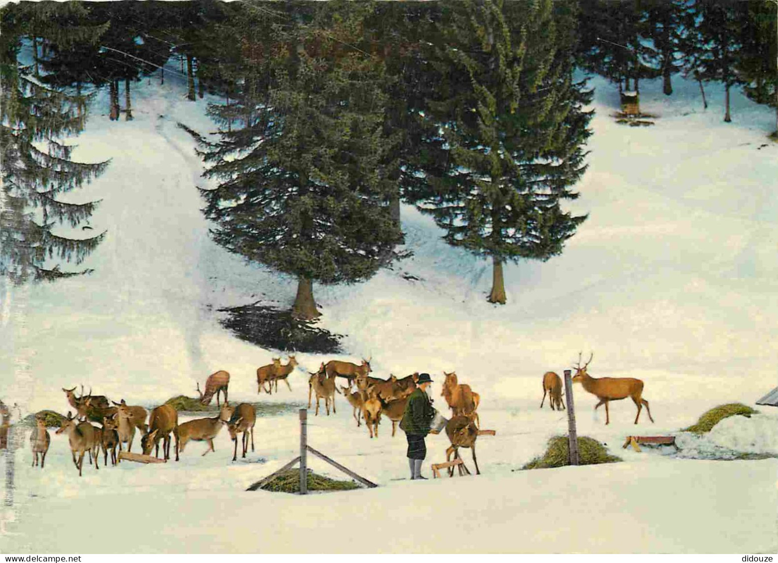 Animaux - Cervidés - Autriche - Osterreich - Winterliche Wildfutterung In Osterreichs Bergen - Carte Dentelée - CPSM Gra - Sonstige & Ohne Zuordnung