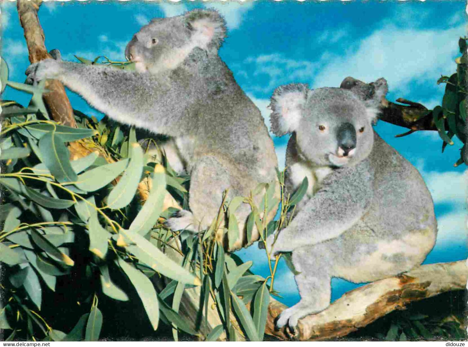 Animaux - Koala - Australian Koala - Carte Dentelée - CPSM Grand Format - Voir Scans Recto-Verso - Andere & Zonder Classificatie