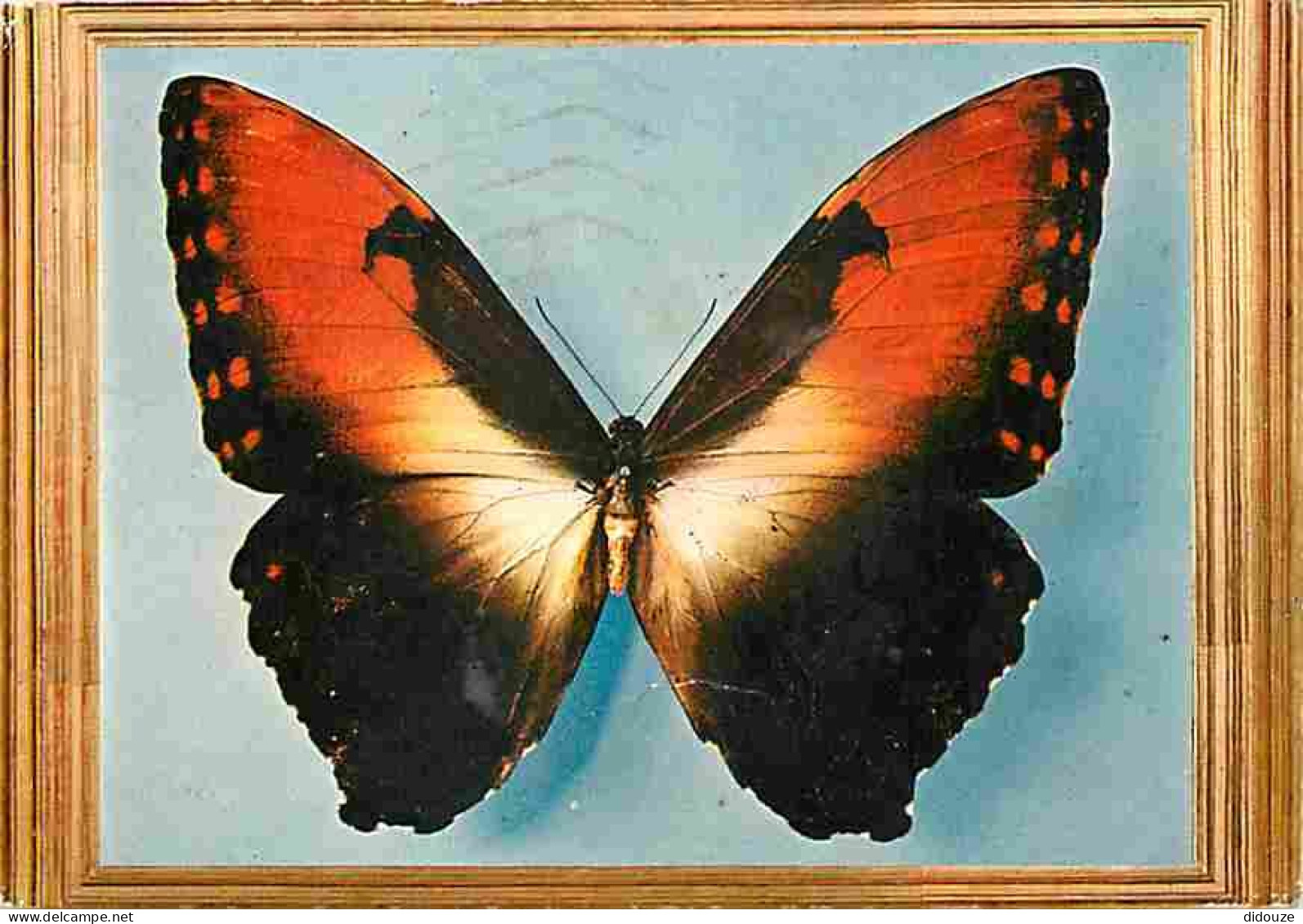 Animaux - Papillons - Morpho Hecuba - CPM - Voir Scans Recto-Verso - Farfalle