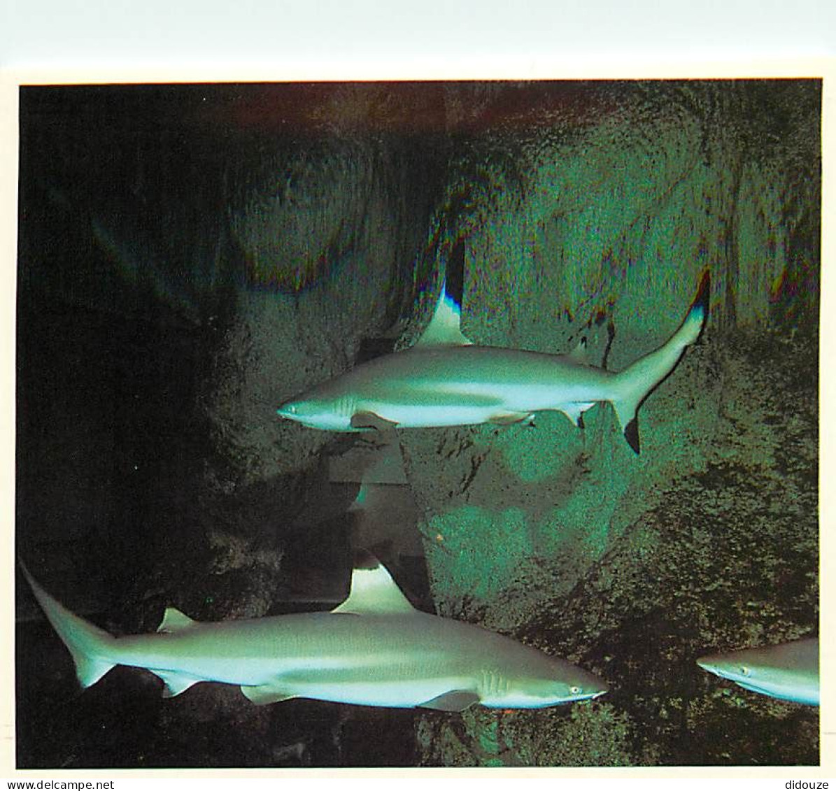 Animaux - Poissons - Aquarium De La Rochelle - 13 N - Carcarhinus Melanopterus (Requins à Aileron Noir) - Carte Neuve -  - Poissons Et Crustacés
