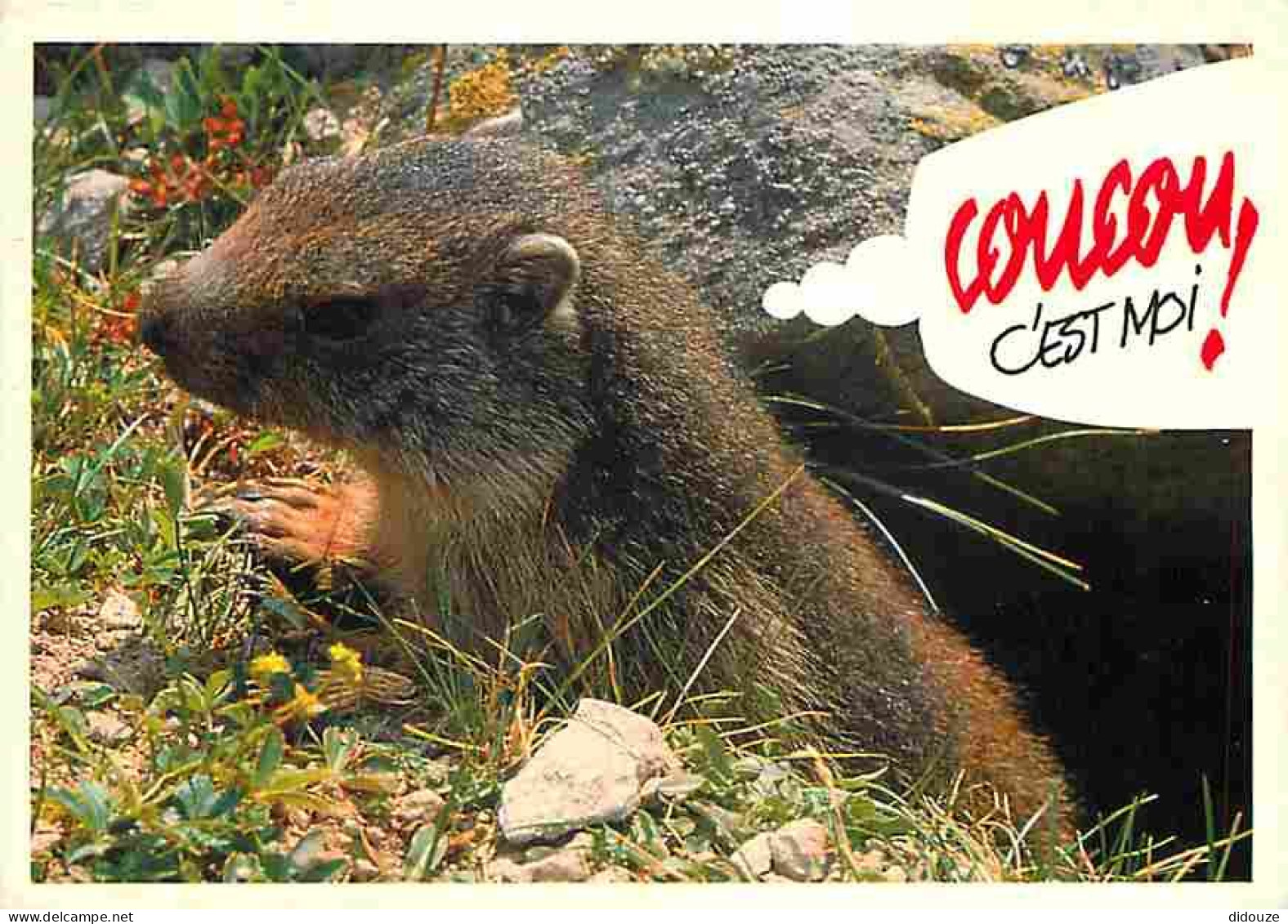 Animaux - Marmottes - CPM - Voir Scans Recto-Verso - Other & Unclassified