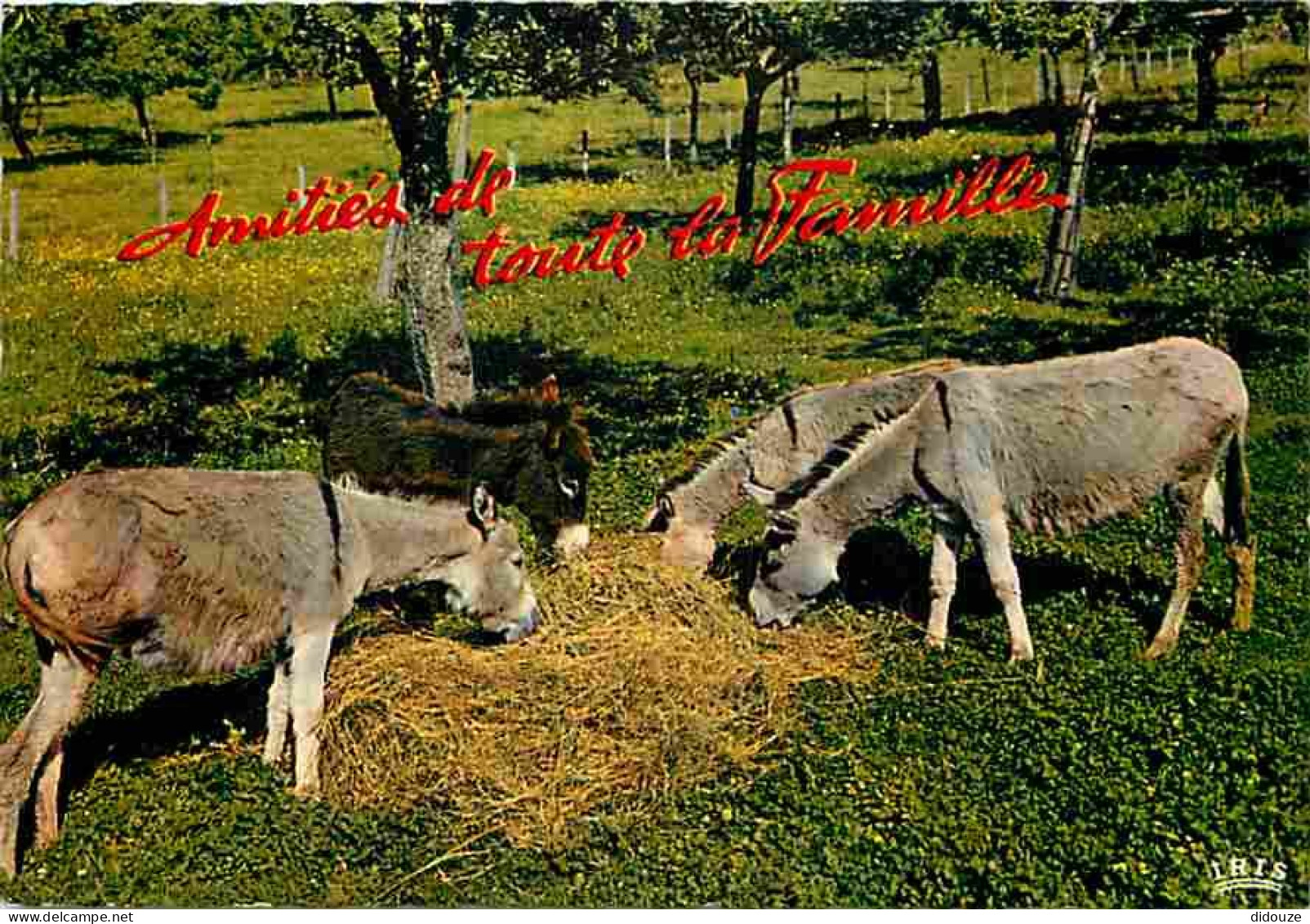 Animaux - Anes - Carte Humoristique - Flamme Postale - CPM - Voir Scans Recto-Verso - Burros