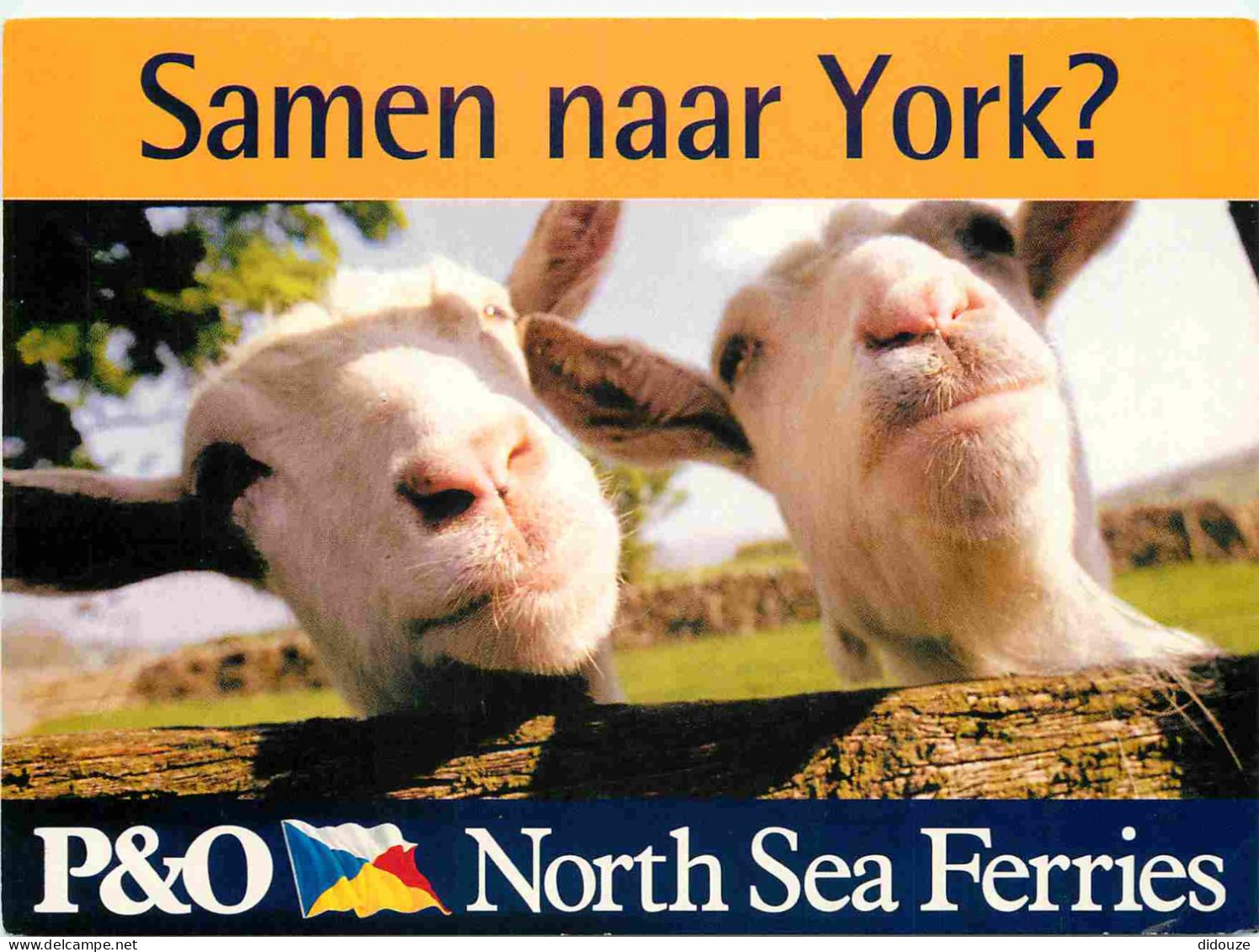 Animaux - Chèvres - Carte Publicitaire Pour Les Ferry De La Compagnie P O Northe Sea Ferries - Bateaux - CPM - Voir Scan - Other & Unclassified