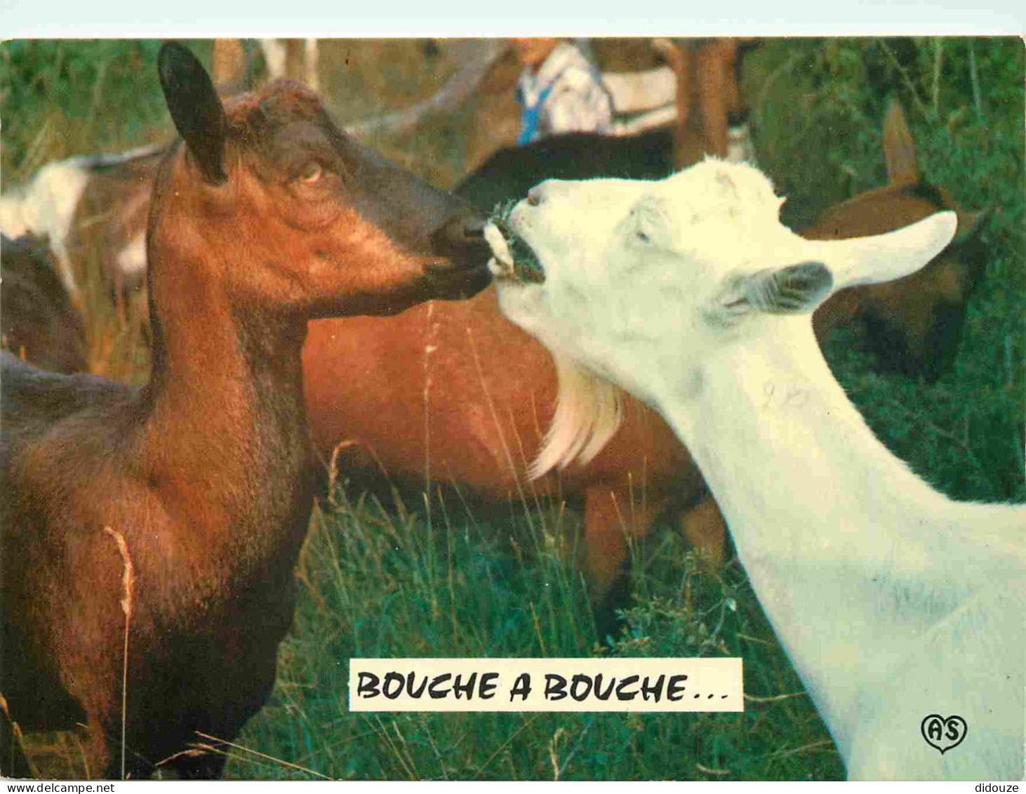 Animaux - Chèvres - Carte à Message Humoristique - CPM - Voir Scans Recto-Verso - Other & Unclassified