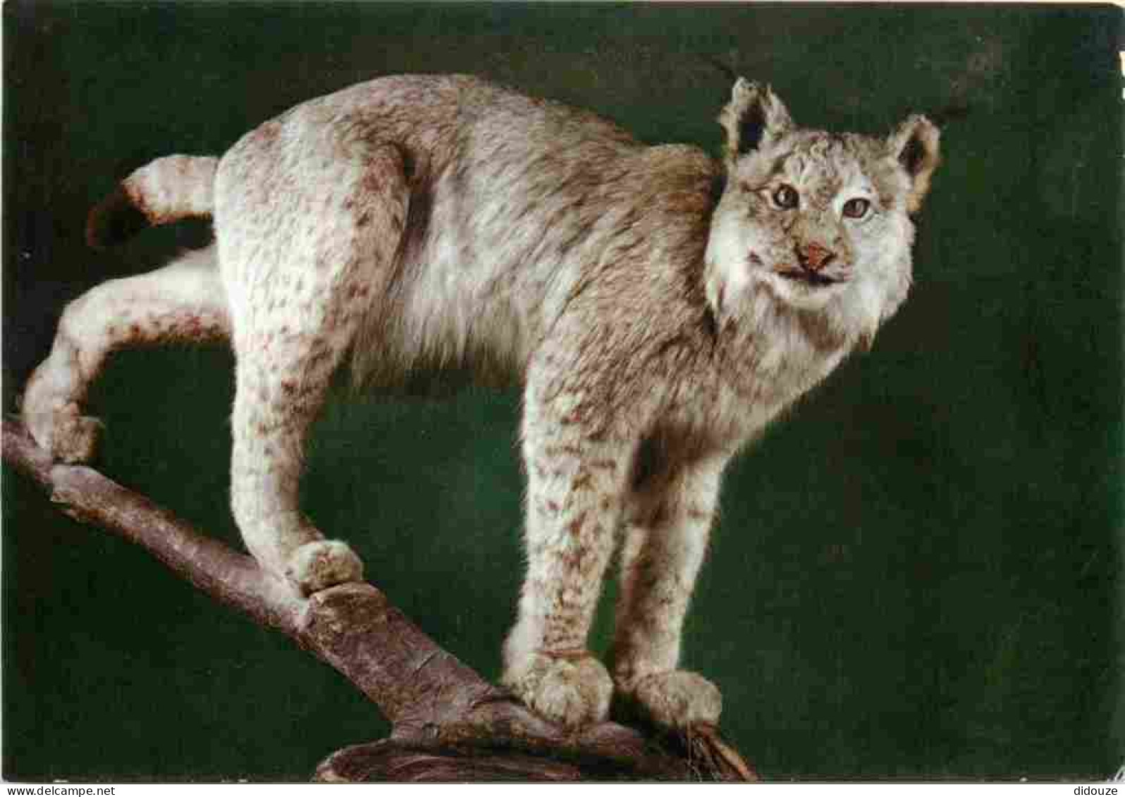 Animaux - Fauves - Lynx - Museo Civico Di Storia Naturale Milano - Lince - CPM - Voir Scans Recto-Verso - Andere & Zonder Classificatie