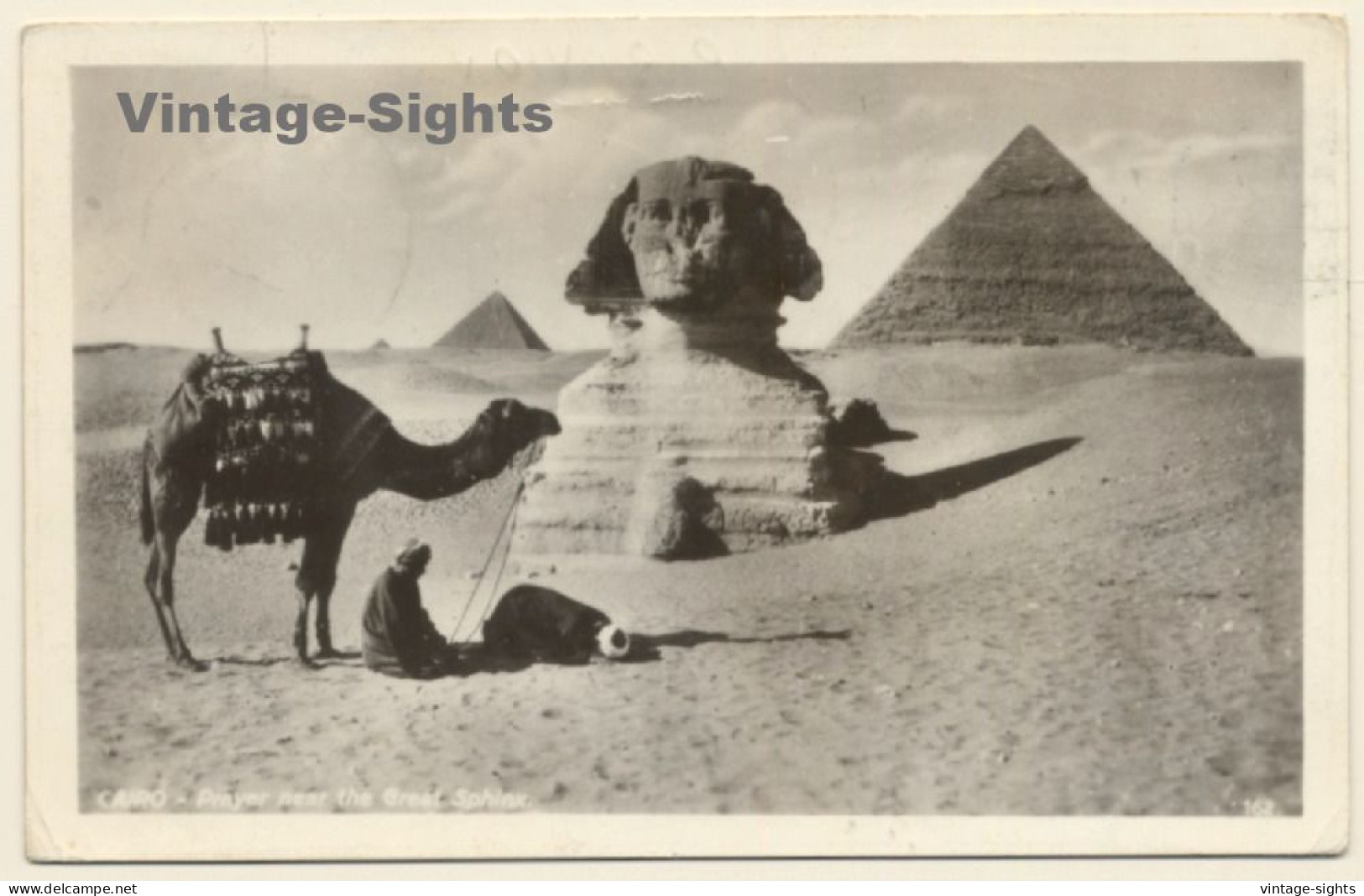Cairo / Egypt: Prayer Near The Great Sphinx / Pyramids - Camel (Vintage RPPC 1956) - Gizeh