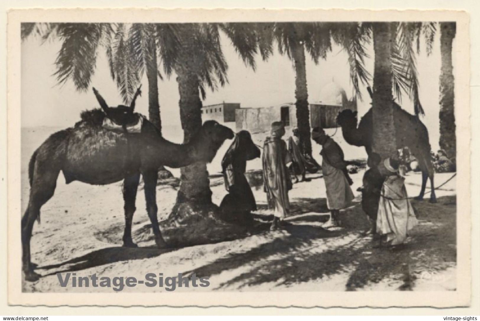 Algeria: Caravane Au Repos /  Camels - Nomads (Vintage RPPC 1920s/1930s) - Escenas & Tipos