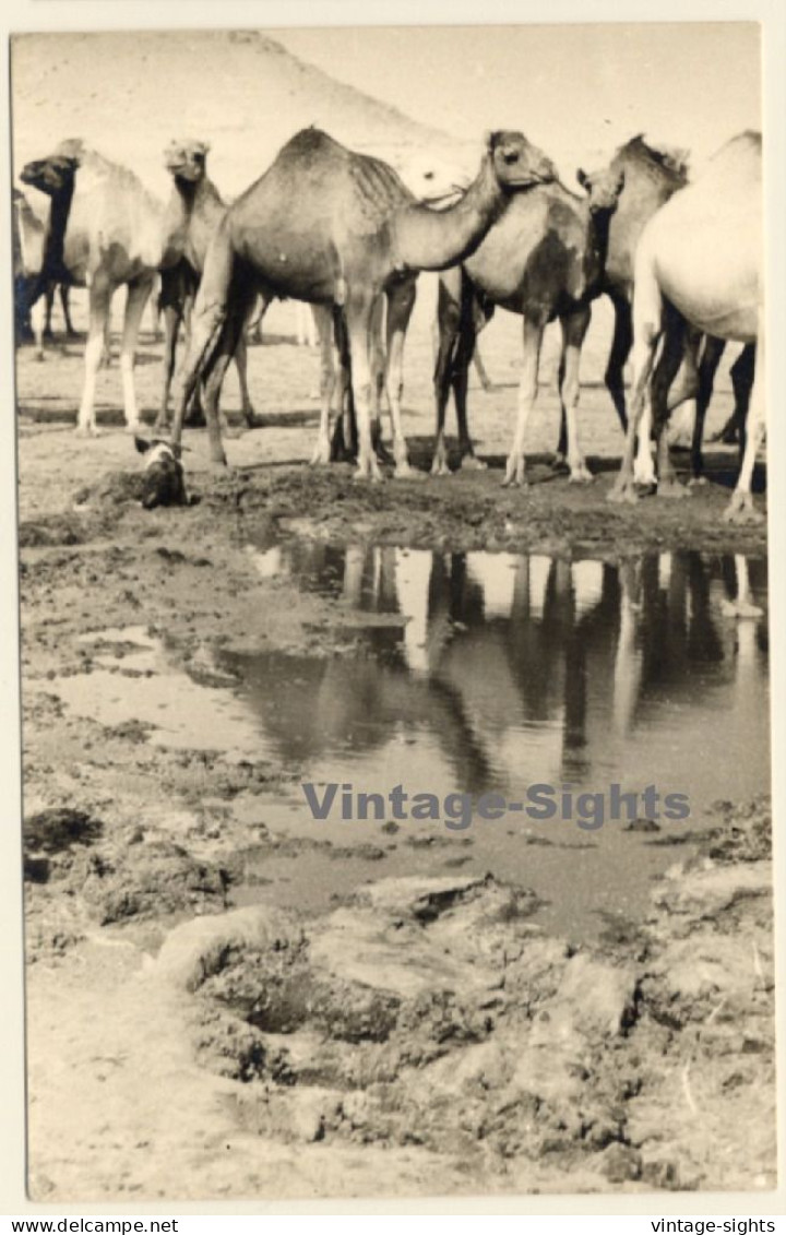 Egypt: Camel Herd At Waterhole / Pyramide (Vintage RPPC 1910s/1920s) - Otros & Sin Clasificación