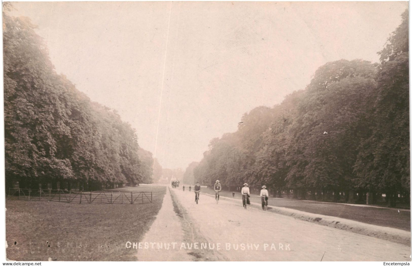 CPA Carte Postale Royaume Uni  Bushy Park Chestnut Avenue VM80617 - Sonstige & Ohne Zuordnung