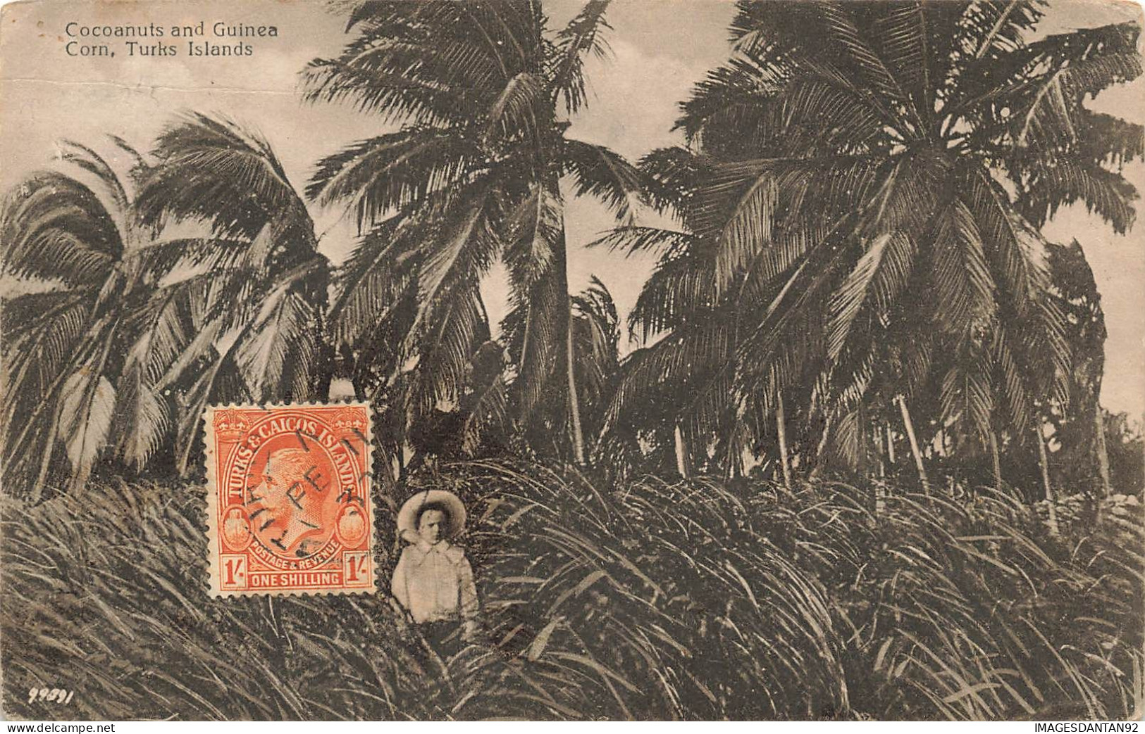 TURKS ISLANDS #FG57255 COCOANUTS AND GUINEA CORN - Turques-et-Caïques (Iles)