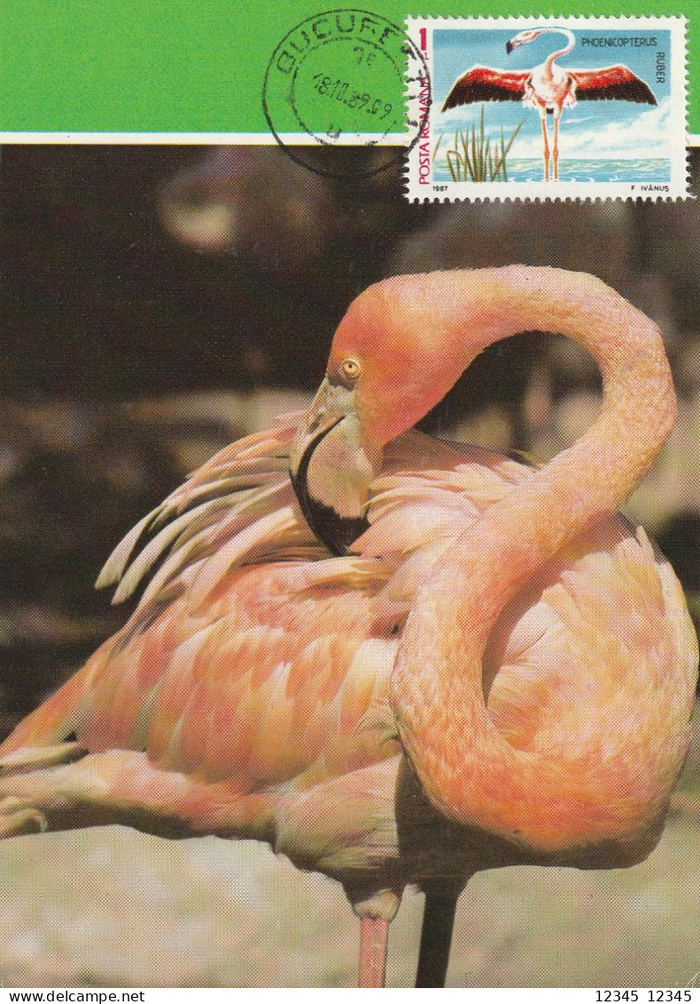 Roemenië1987, Card Birds, Flamingo - Maximumkarten (MC)