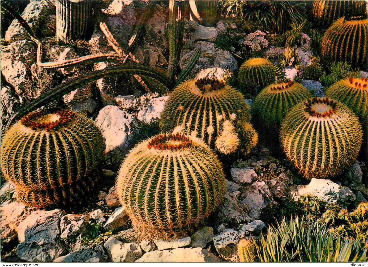 Fleurs - Plantes - Cactus - Principauté De Monaco - Le Jardin Exotique - Echimocactus Grusonii - Coussins De Belle-Mère  - Sukkulenten