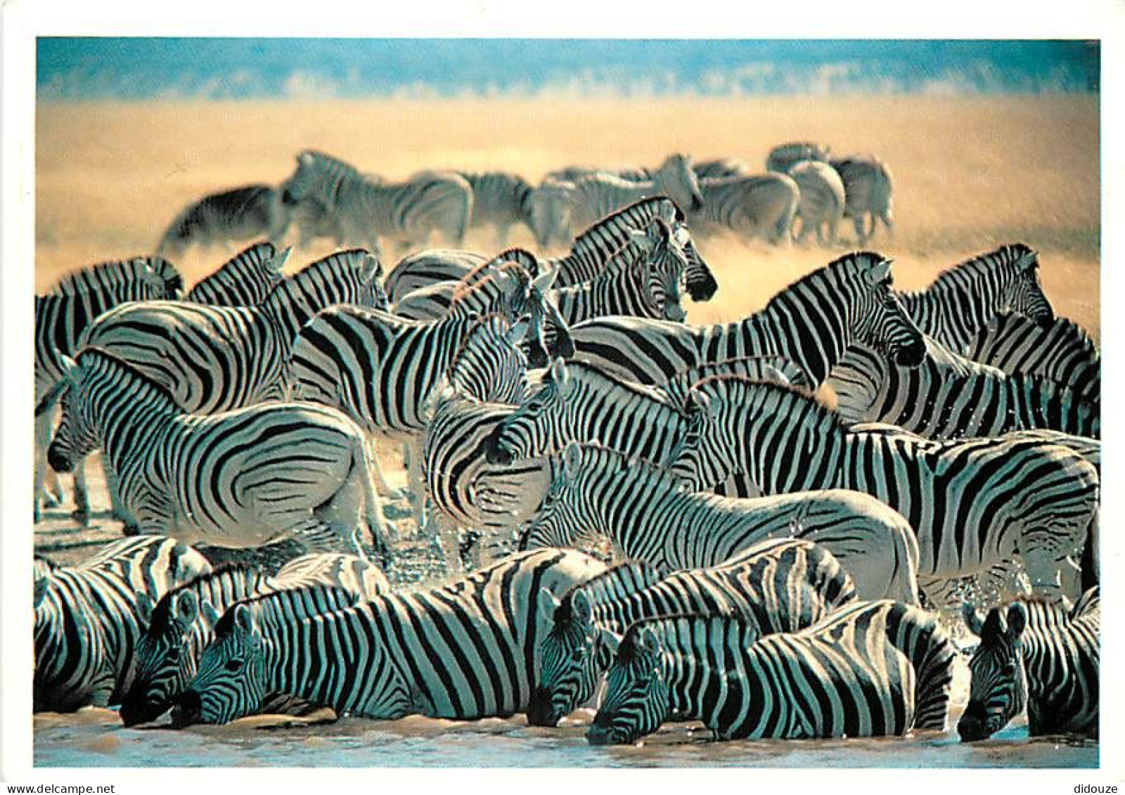 Animaux - Zèbres - Collection Vie Sauvage - CPM - Voir Scans Recto-Verso - Zebras