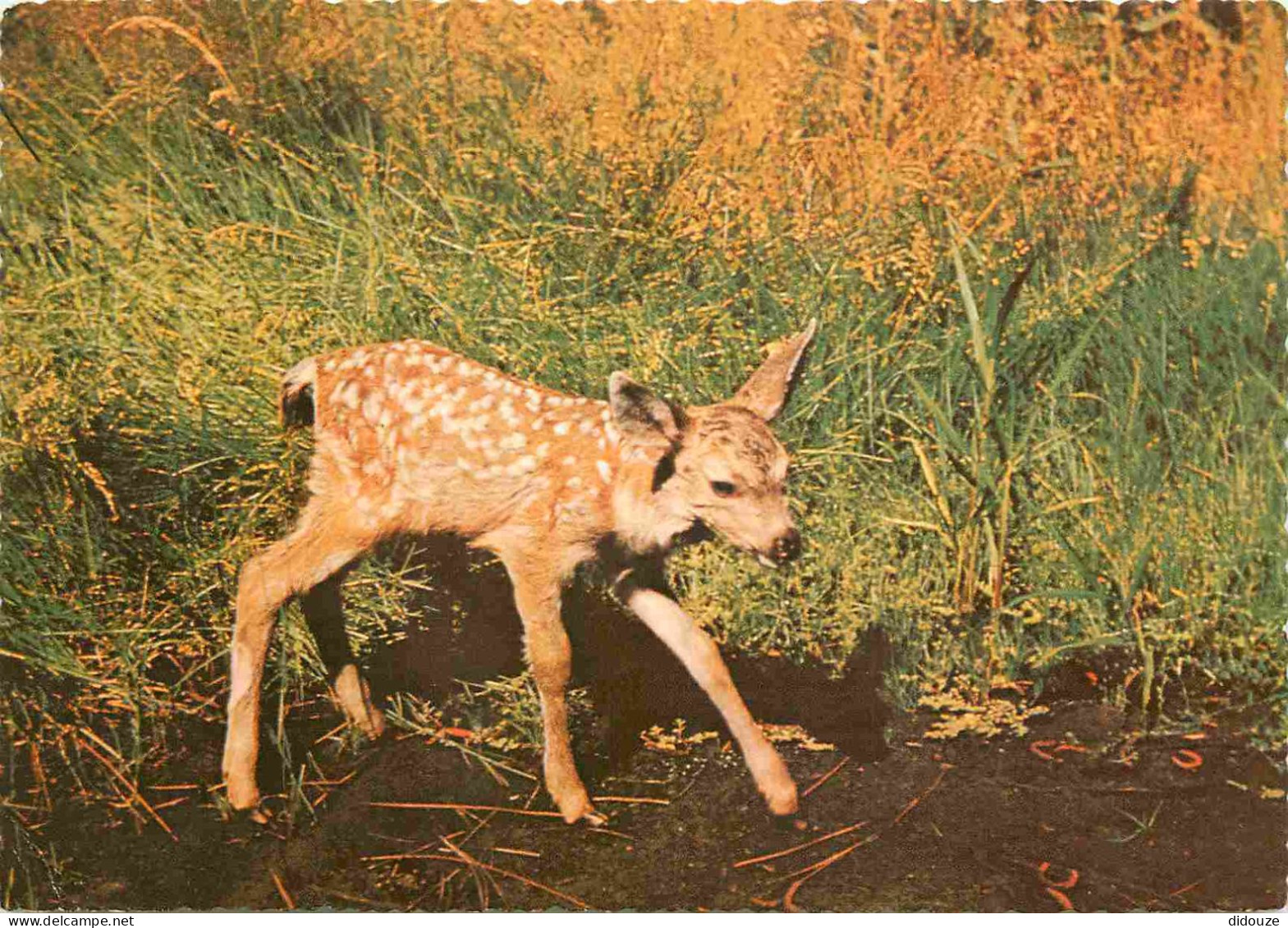 Animaux - Cervidés - Etats Unis - United States - USA - California - Yosemite National Park - Mule Deer Fawn - Carte Den - Otros & Sin Clasificación