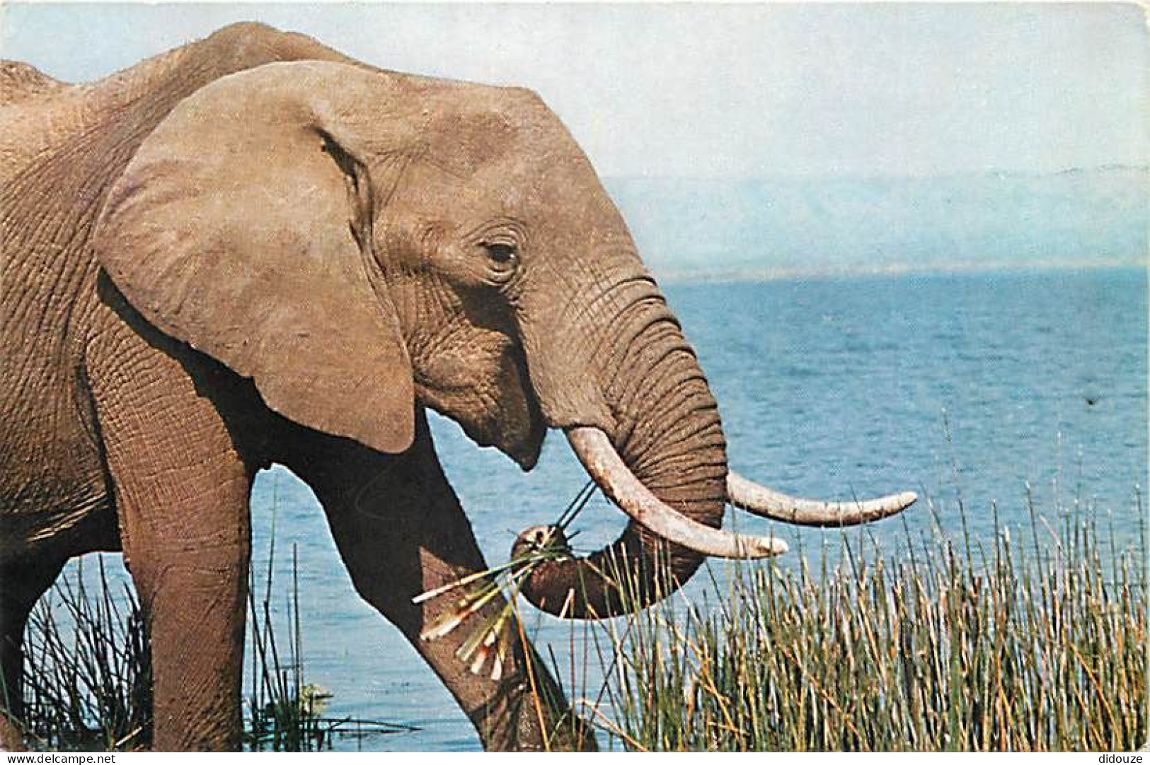 Animaux - Eléphants - Comité National De L'Enfance - CPM - Voir Scans Recto-Verso - Elefanten