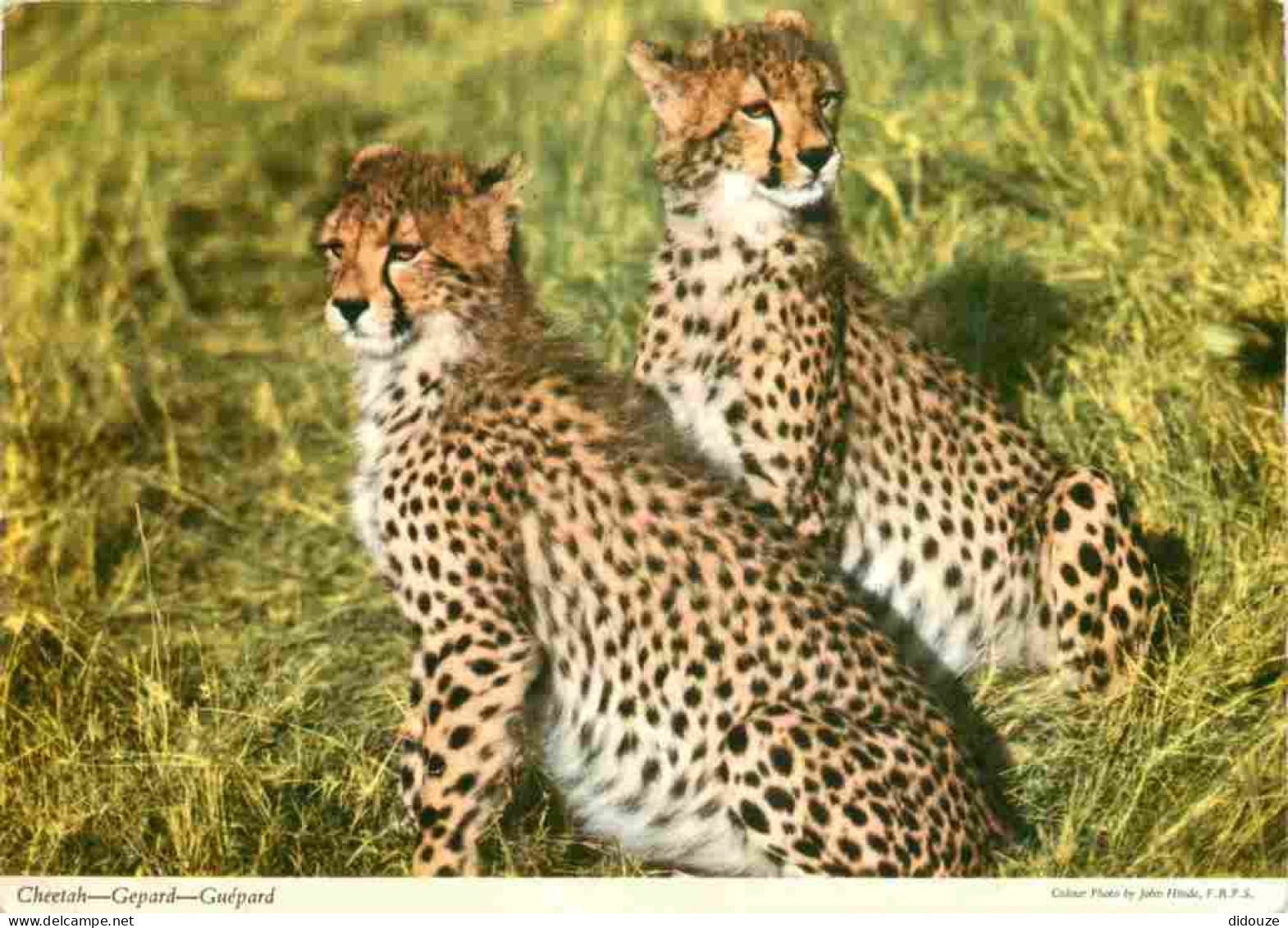 Animaux - Fauves - Guépard - Cheetah - CPM - Voir Scans Recto-Verso - Other & Unclassified