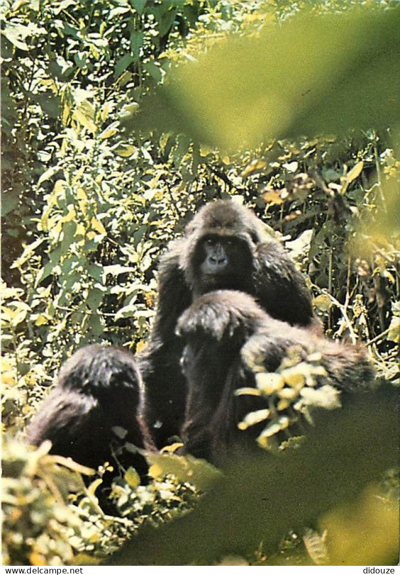 Animaux - Singes - Rwanda - Parc Des Volcans - Gorille De Montagne - Carte Neuve - CPM - Voir Scans Recto-Verso - Scimmie