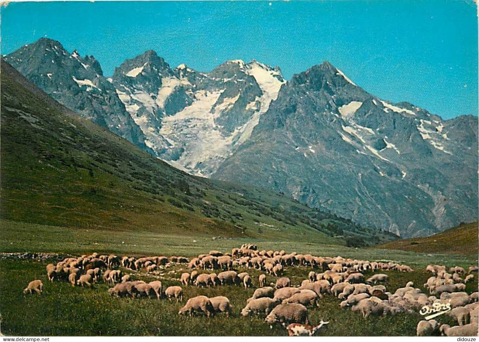 Animaux - Moutons - Alpes - Route De Grenoble à Briançon - Alpage Au Col Du Lautaret (2058 M.). La Meije (3983) Et Le Gl - Other & Unclassified