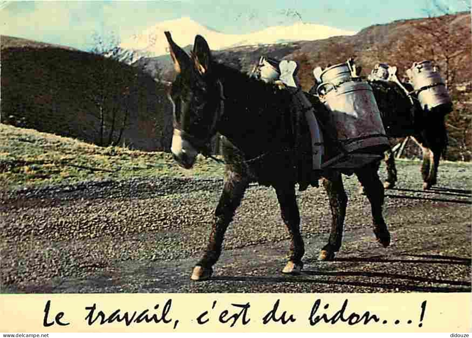 Animaux - Anes - Carte Humoristique - Pots De Lait - CPM - Voir Scans Recto-Verso - Donkeys