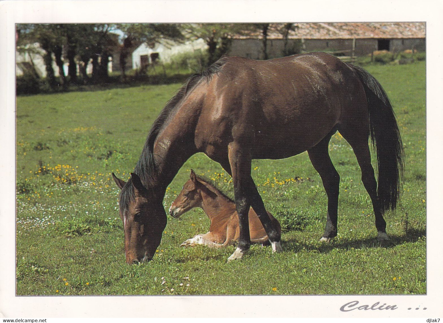 Des Chevaux - Pferde