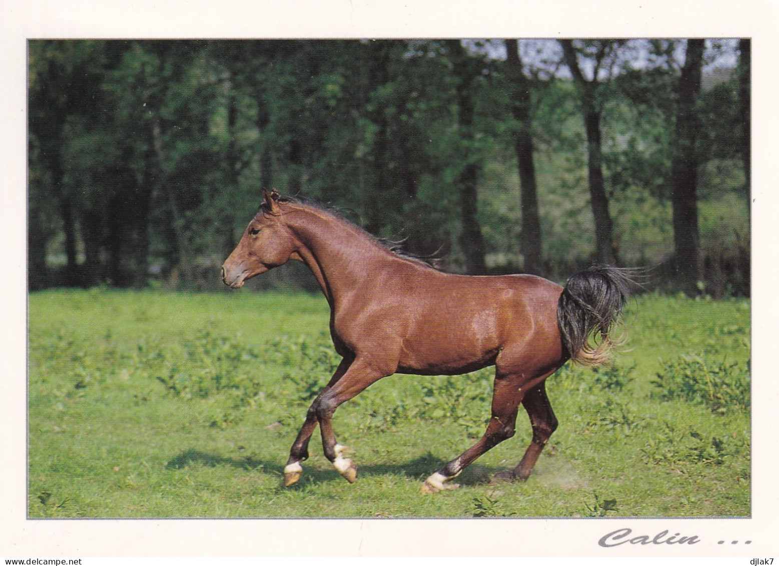 Un Cheval - Horses