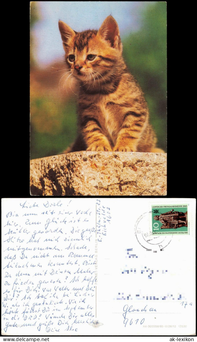 Ansichtskarte  Tiermotiv-Karte Tiere Katzen Junge Katze (Cat) 1985 - Andere & Zonder Classificatie