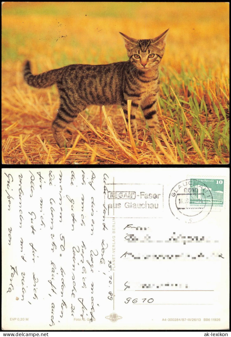 Tiermotiv-Karte Tiere Katzen: Grau-schwarz Gestreifte Katze 1989 - Otros & Sin Clasificación