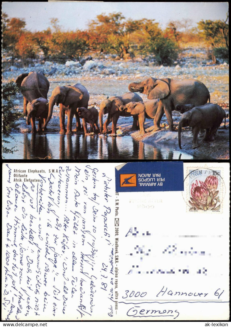 Tiere Elefant Olifante Afrikanische Elefeanten In S.W.A. (Namibia) 1981 - Elephants