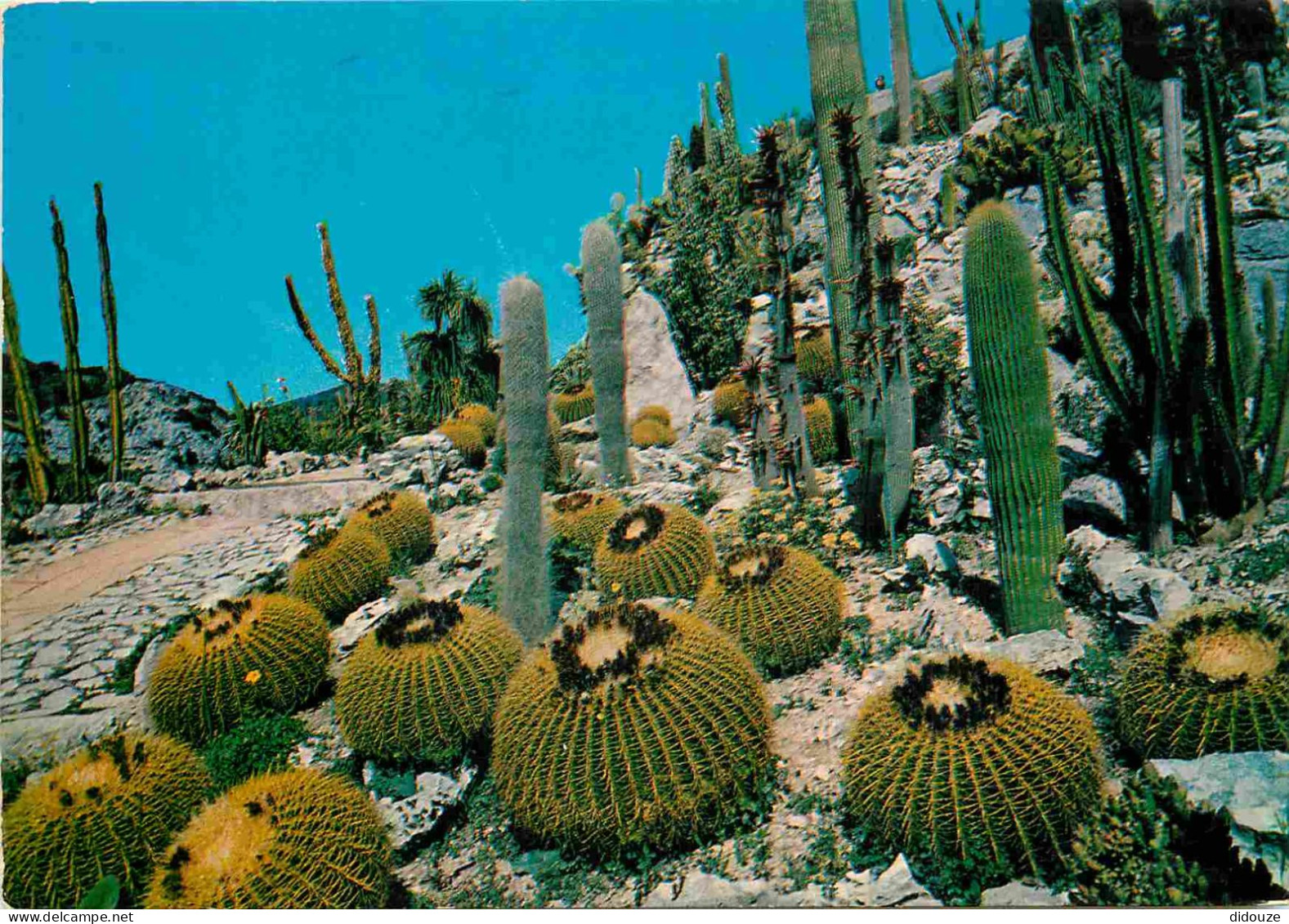 Fleurs - Plantes - Cactus - La Cote D'Azur - Végétation Tropicale Et Exotique - Coussins De Belle-mère De Eze Village -  - Cactusses