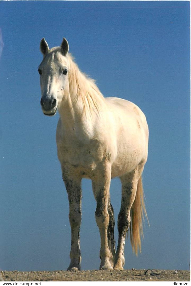 Format Spécial - 180 X 120 Mms - Animaux - Chevaux - Portrait - Carte  La Vie Est Belle - Frais Spécifique En Raison Du  - Horses