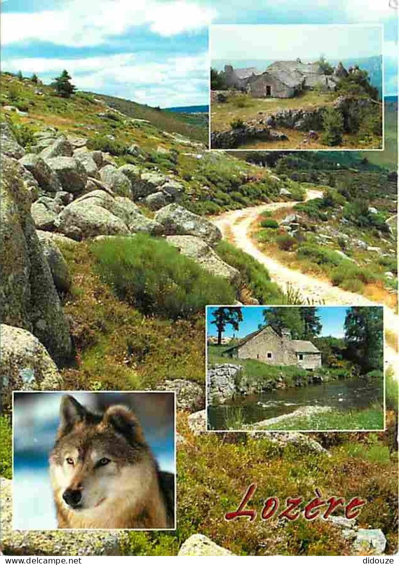 48 - Lozère - Multivues - Loup - CPM - Voir Scans Recto-Verso - Otros & Sin Clasificación