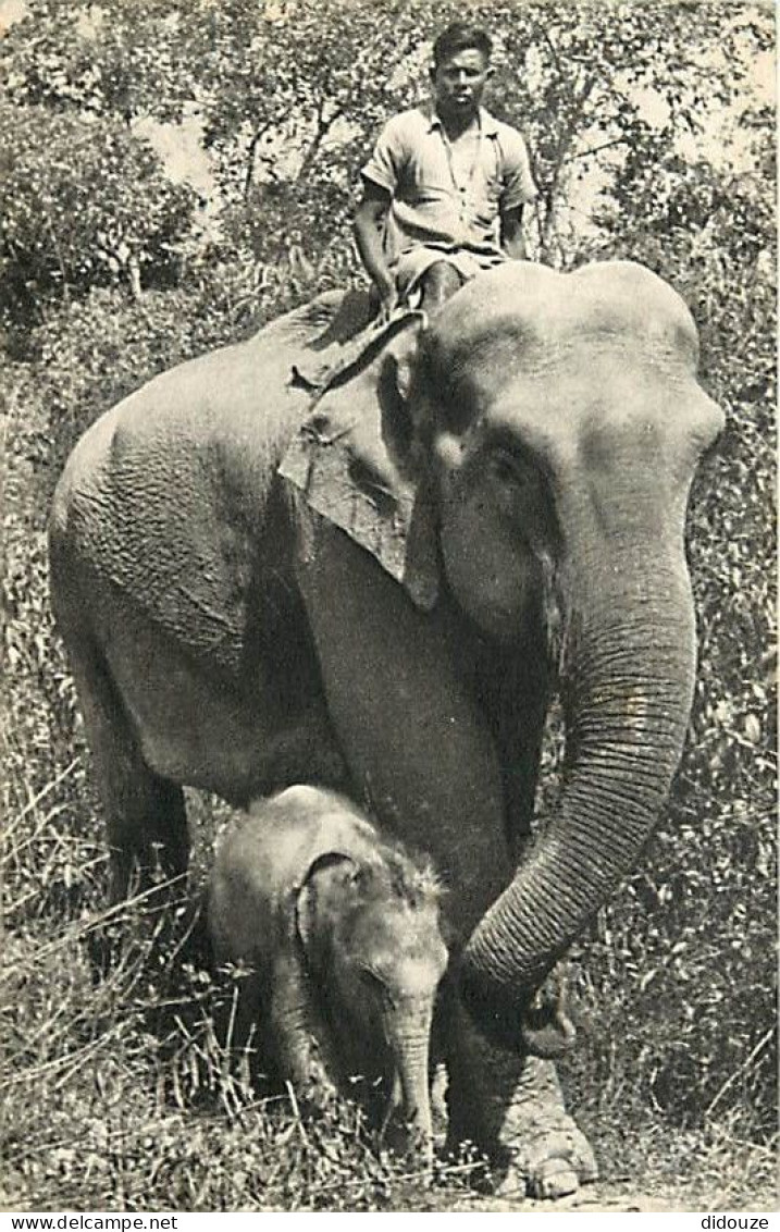 Animaux - Eléphants - Comité National De L'Enfance - Eléphante Des Indes Et Son Petit - CPM - Voir Scans Recto-Verso - Olifanten