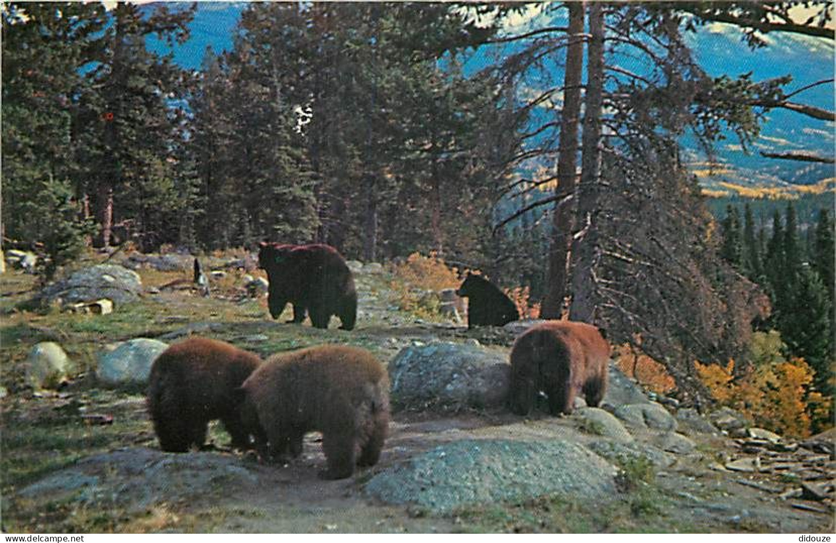 Animaux - Ours - Mother Bear With Cubs - Bear - CPSM Format CPA - Voir Scans Recto-Verso - Bären